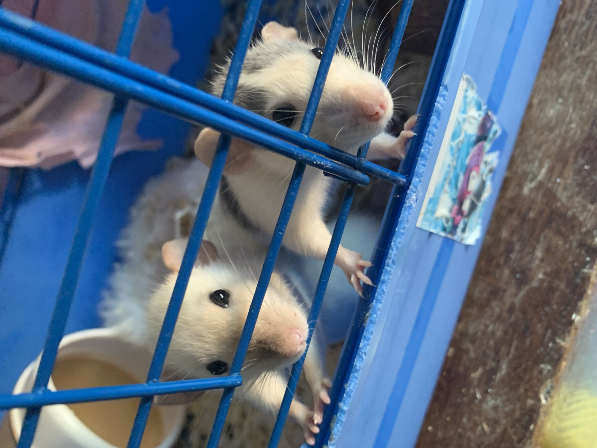 This photograph, taken in Stavropol, Russia, captures two small rodents, likely pet rats, peering out from inside a blue metal cage. The upper rodent, with white fur and grey markings on its back and head, is prominent, gripping the vertical cage bars with its paws. It looks upwards and to the right with large, dark eyes and a pink nose, its long whiskers fanned out. Below and slightly to the left, a second, mostly white rodent is partially visible, also looking outwards from behind the bars. A white bowl containing a light-colored liquid is positioned near the lower rodent.
The blue metal bars of the cage create a strong, angled grid across the foreground, with the rodents positioned behind them. On the right side of the cage's blue plastic frame, a small, colorful sticker or picture is affixed, displaying abstract shapes or a stylized character in shades of pink, purple, and blue. The background outside the cage is blurred, with a textured, possibly wooden, surface visible on the far right. The scene is brightly lit, suggesting natural daylight. The rodents appear curious and alert, observing their environment. No legible text is visible in the image.