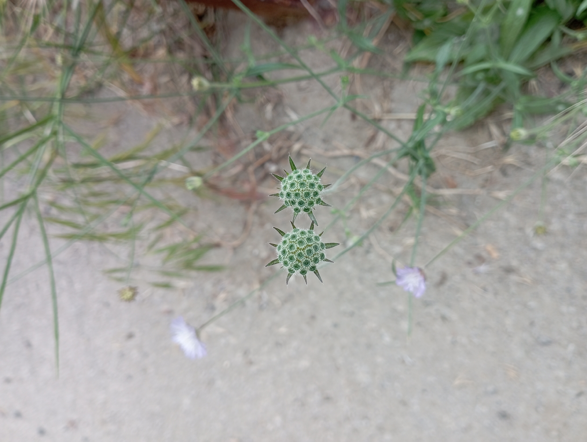 The image depicts two green, spiky plant seed heads in the center of the frame, surrounded by thin blades of grass and a few small, light purple flowers. The background consists of a light gray, concrete-like surface, possibly a sidewalk or pavement. The scene appears to be outdoors, at ground level, likely within a park or roadside area with natural vegetation. The image was likely taken during the daytime. While I do not have precise location data, based on the prompt that the photo was taken in Dalaman, Turkey, the vegetation is consistent with the Mediterranean climate. Therefore, the location may be a roadside or garden bed in Dalaman, Turkey.
