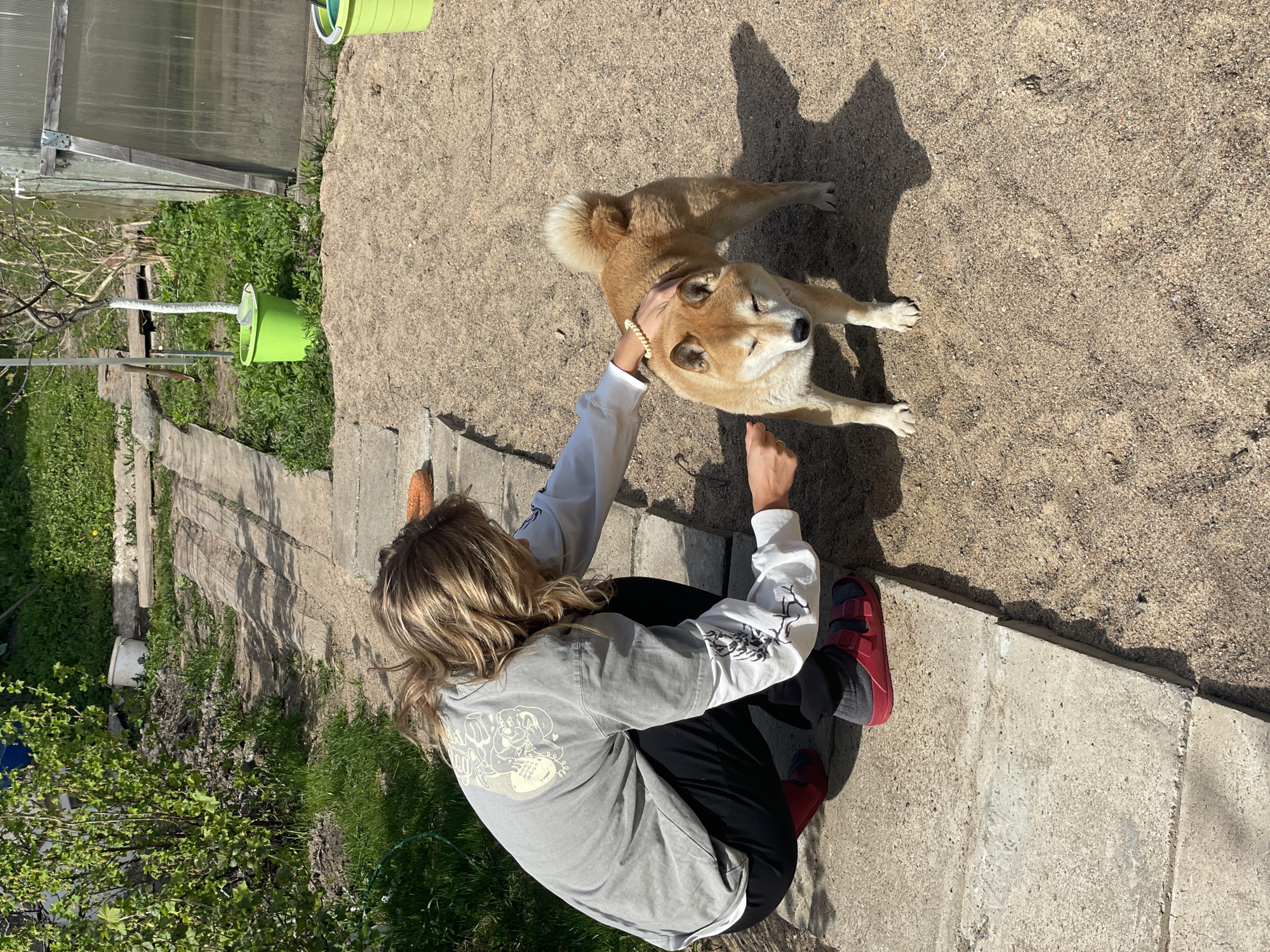 A medium-high angle shot shows a woman and a Shiba Inu dog outdoors. The location is likely a garden or backyard area in Sestroretsk, Russia, based on the presence of a greenhouse structure and typical vegetation in the region.
The woman is kneeling on a concrete path or step, with her back to the camera. She has blonde hair and wears a gray long-sleeved shirt with graphics on the sleeves and back, black pants, and dark socks with red sandals. She is holding a carrot in her right hand and petting the dog with her left hand.
The Shiba Inu is a medium-sized, tan-colored dog with a fluffy tail. It is standing on a sand-colored surface and looks up at the woman. Its shadow is cast onto the ground.
The background includes a greenhouse structure, green foliage, and some gardening items like green buckets. The overall environment is a mix of natural and human-made elements. The lighting suggests a sunny day.
