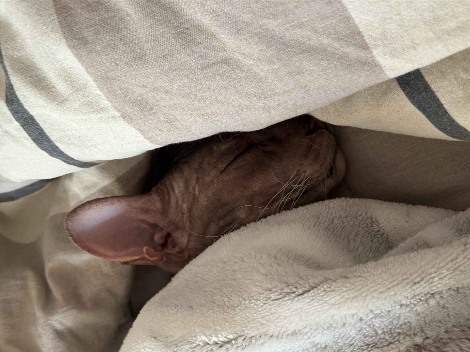 The image depicts a close-up view of a Sphynx cat sleeping soundly, nestled between blankets. The cat's head is visible, with its eyes closed and ears slightly flattened against its head. Its skin appears to be a reddish-brown color. One blanket is white and fluffy, while the other is a striped pattern of cream, beige, and grey. The scene suggests a cozy indoor environment. No specific location in Izhevsk, Russia, can be identified from the visual information provided.