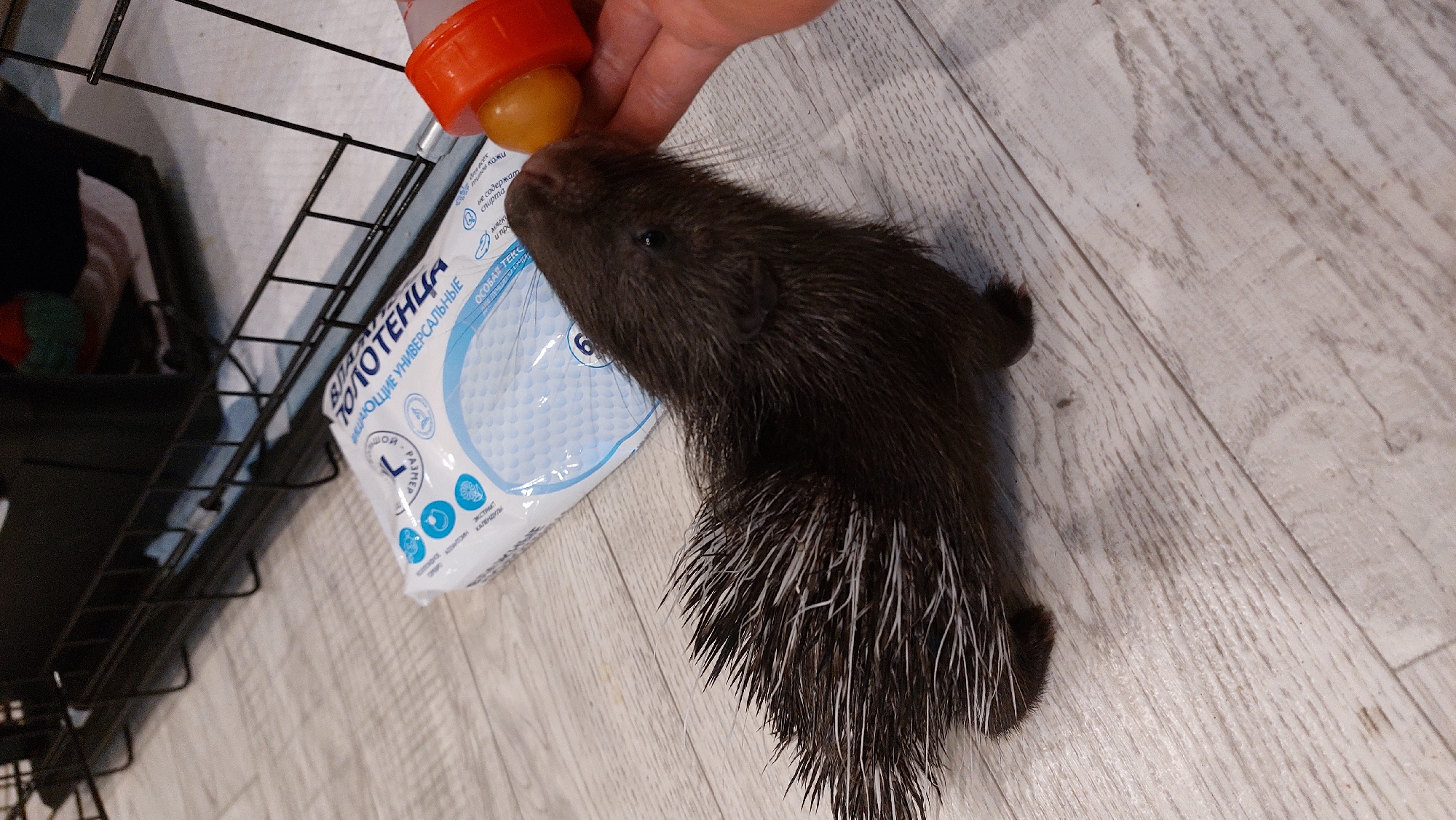 A baby porcupine is being fed from an orange bottle with a yellow nipple. The porcupine is dark brown with white quills and has a small black eye. It is lying on its side on a light-colored wooden floor. To the left of the porcupine is a white package of wet wipes. In the background, a black metal cage is visible. The lighting is artificial and appears to be from overhead. There is no visible indication of the location being in the city of Зелёный, Russia.