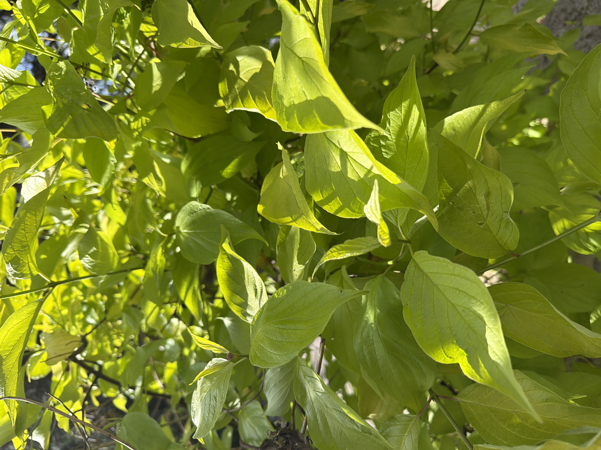 A close-up, eye-level, vertical shot captures a dense cluster of vibrant green leaves illuminated by sunlight, creating bright highlights and deep shadows. The leaves are varied in size and shape, some broad and ovate, others more pointed, all exhibiting prominent veins. Several thin, dark brown branches are visible weaving through the foliage. The background is a blur of darker greens and hints of blue sky. No people or animals are present in this natural scene, which appears to be an outdoor environment such as a garden or park, but the specific location within the city of Unknown, Unknown cannot be determined.