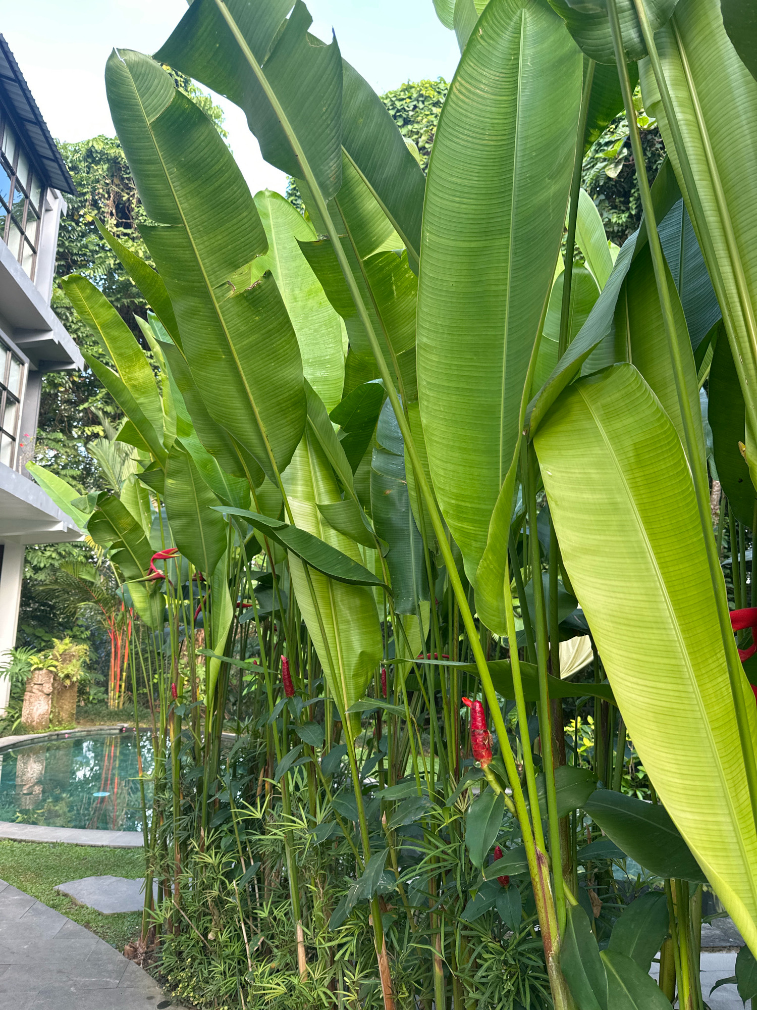 A low-angle, full outdoor shot shows a lush, tropical garden with large, vibrant green leaves of heliconia plants dominating the frame. Red heliconia flowers, resembling lobster claws, emerge from the stalks. In the background, a modern building with a gray facade and dark-framed windows is visible, along with dense foliage. To the left, a swimming pool with turquoise water and a stone border is partially obscured by the plants. A gray paved walkway leads into the garden. The sky is a pale blue with some wispy clouds.