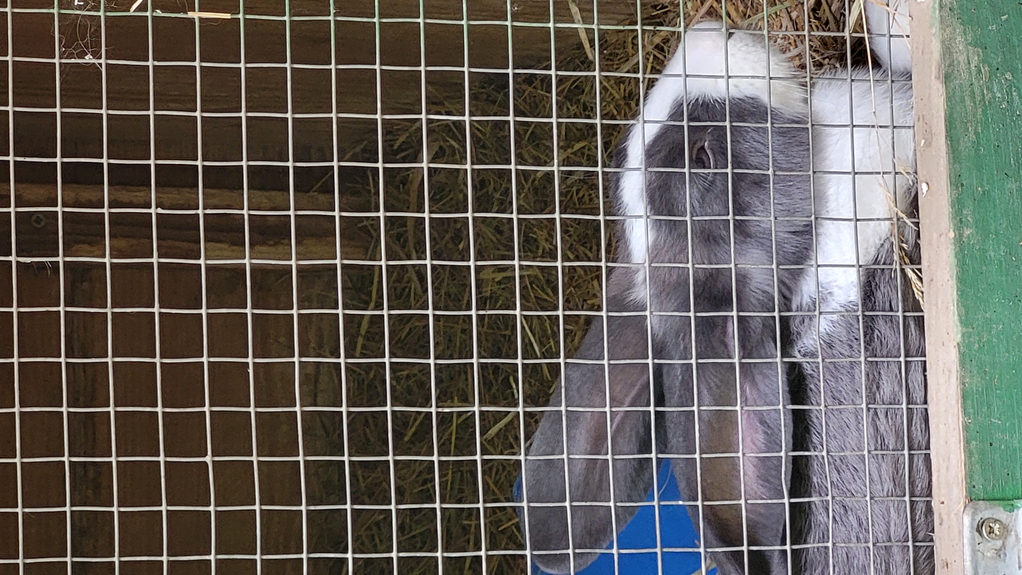 A rabbit is visible in a cage, with a wire mesh in the foreground obscuring part of its body. The rabbit has gray and white fur. The cage appears to be made of wood and wire mesh. Hay is visible on the floor of the cage. A blue object is partially visible to the left of the rabbit. The background consists of wooden planks. This image was taken in Prešov, Slovakia.