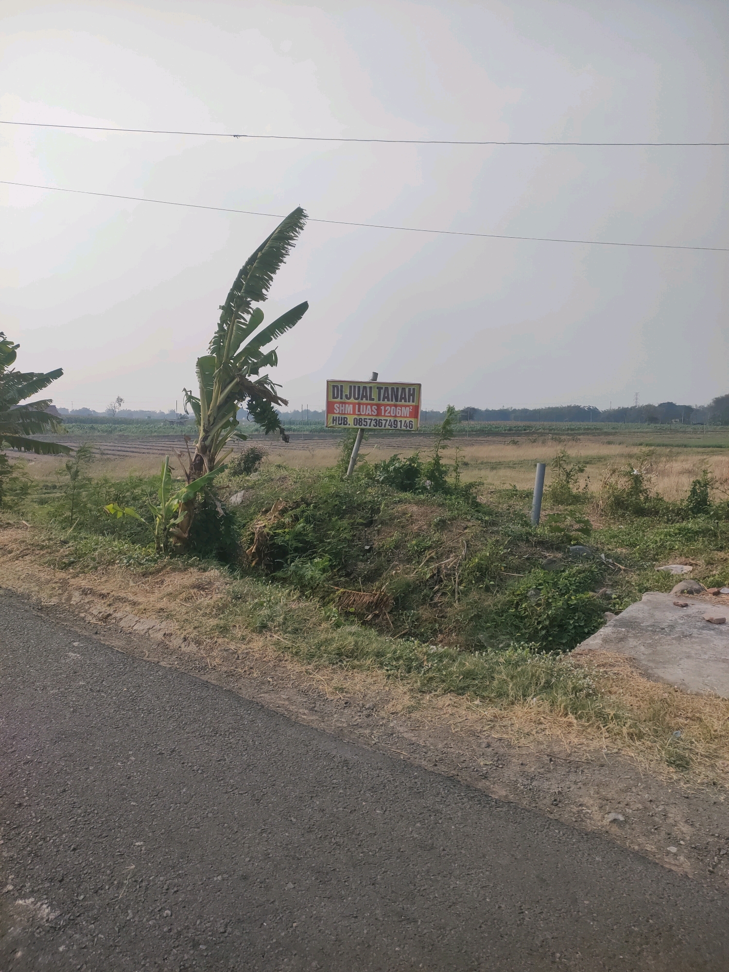 This image depicts a rural scene in Badas, Indonesia. In the foreground, a paved road runs diagonally from the lower left to the middle right of the frame, bordered by dry, grassy ground. A banana tree stands prominently on the left, its large leaves reaching upwards. To the right of the banana tree, a mound of green vegetation is visible, with a signpost planted in it. The sign is yellow and red, with black text that reads "DIJUAL TANAH" (Land for Sale), "SHM LUAS 1206M²" (Freehold Land 1206m²), and "HUB. 085736749146". Beyond the vegetation and signpost, an open field stretches into the distance, appearing to be agricultural land, possibly recently harvested or prepared for planting, with some rows visible. The sky is overcast and pale, suggesting either early morning or late afternoon light. Power lines are strung across the upper portion of the image. The overall environment is rural and undeveloped.