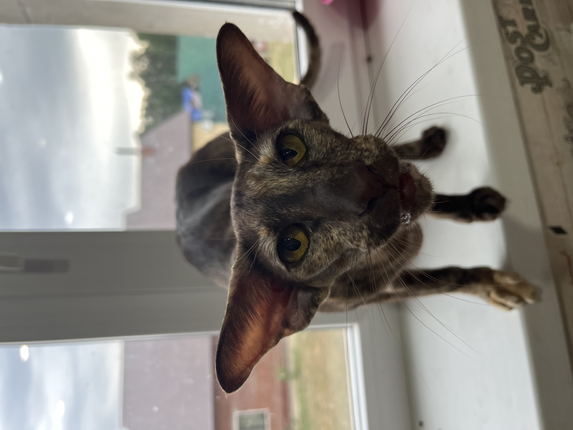 A close-up, high-angle shot depicts a brown tabby Oriental shorthair cat. The cat is positioned on a white windowsill, with its head tilted upwards towards the camera. The background shows an exterior view through the window, including a blurred cityscape featuring residential buildings and greenery. Based on the presence of text in Russian, it could be located in Chaikovsky, Russia. The focus is on the cat's face, highlighting its large, pointed ears, prominent eyes, and tabby markings.