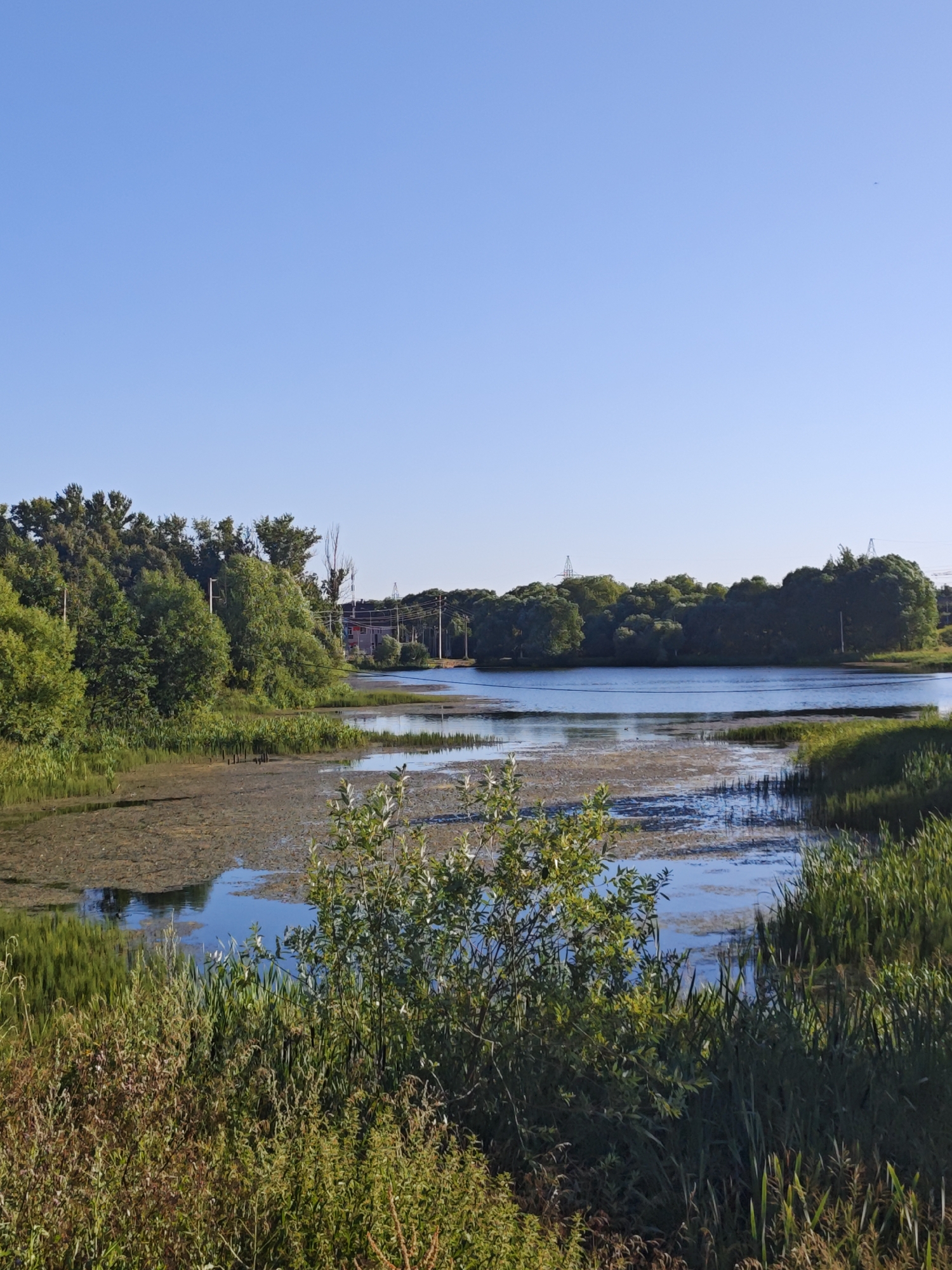 A wide, calm body of water, possibly a lake or slow-moving river, dominates the center of the image. The water's surface is partially covered with a layer of aquatic vegetation, with patches of open water reflecting the clear blue sky and surrounding greenery. The banks of the water are densely populated with various types of vegetation, ranging from tall, reedy grasses to lush green trees.
On the left side of the frame, a thick forest of trees stretches towards the horizon, their leaves appearing vibrant green. In the distance, along the far bank of the water, more trees form a dense, dark green canopy, interrupted by glimpses of man-made structures. A building with a reddish-brown roof and several tall power line towers with visible wires are present, indicating a proximity to an urban or industrial area.
The foreground is characterized by an abundance of wild vegetation. Tall, green grasses and reeds grow densely along the water's edge, interspersed with bushes and smaller plants with a mix of green and brown foliage. The overall impression is one of a natural landscape, possibly a park or undeveloped area within or on the outskirts of a city. The lighting suggests it is a bright, sunny day, with clear blue skies overhead and minimal cloud cover. The image is a landscape photograph, capturing a serene natural scene with subtle hints of human presence in the background. The location is identified as Shcherbinka, Russia.