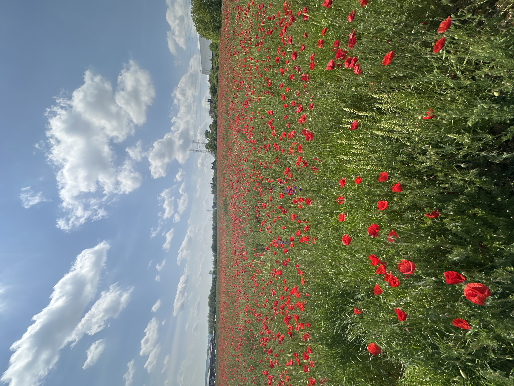 The image shows a large field of red poppies in the city of Stara Zagora, Bulgaria. The field stretches to the horizon under a bright blue sky with scattered white clouds. A power line is visible in the distance. There are no people visible in the frame. The poppies are interspersed with green vegetation. The camera angle is slightly tilted.