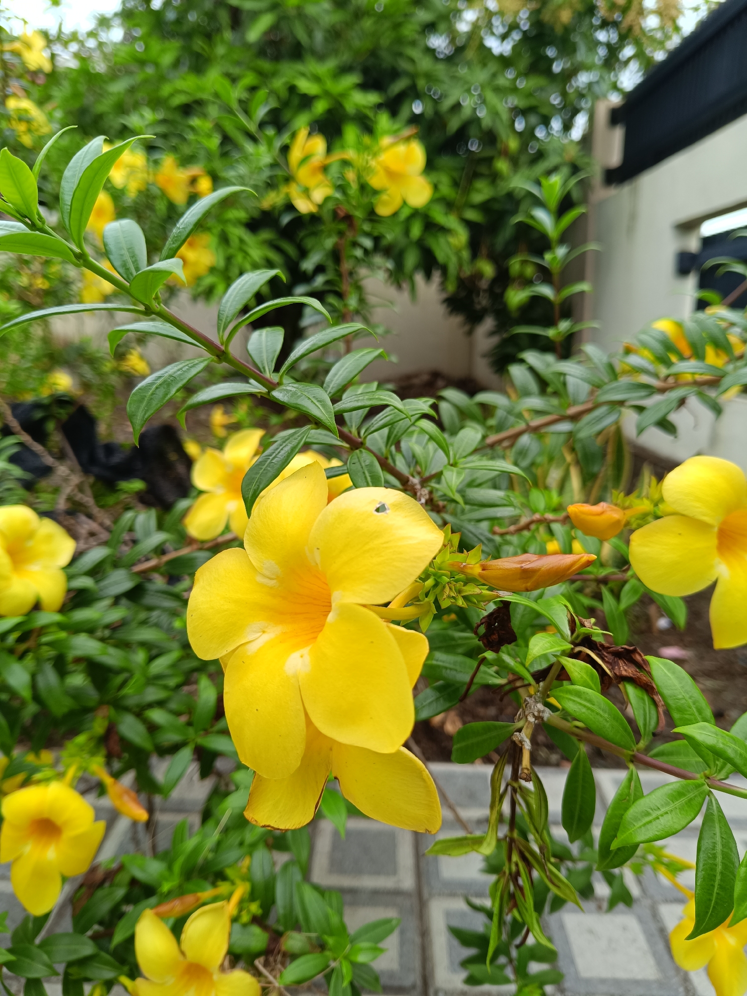 The image shows a close-up of a flowering shrub with vibrant yellow trumpet-shaped blossoms and glossy green leaves. The plant is positioned in an outdoor setting, with grey pavers visible beneath the foliage. In the background, additional greenery and part of a building are present, suggesting a garden or landscaped area in an urban environment. Banda Aceh, Indonesia, is not explicitly confirmed as the location from the image itself, however, the environment is tropical and is consistent with the conditions in that city. No people are depicted in the shot. The focus is on the botanical elements of the scene.