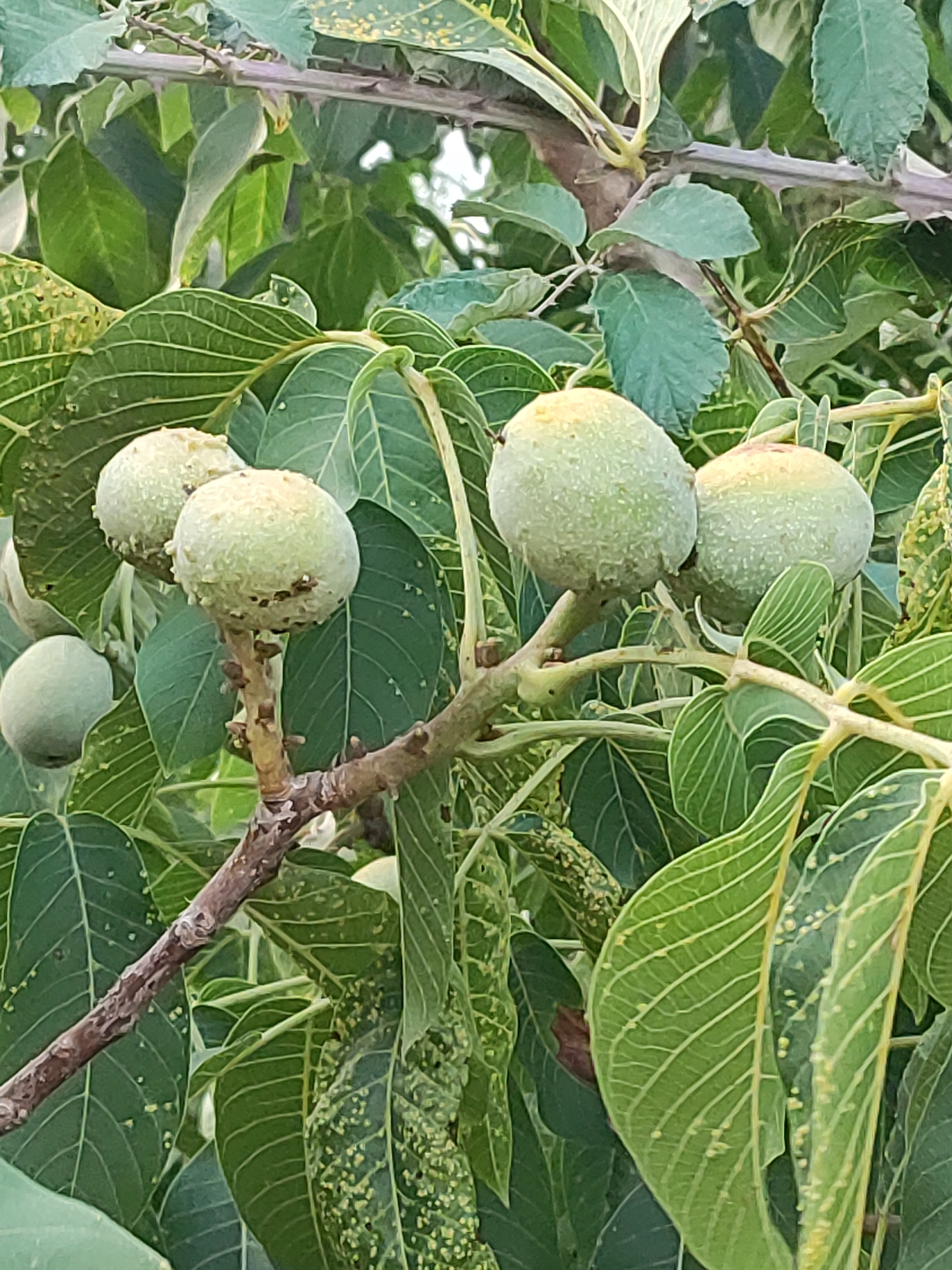 The image shows a close-up view of unripe walnuts on a tree branch, surrounded by green leaves. The walnuts are round and light green, with a slightly textured surface. Some of the leaves show yellow spots, possibly indicating a plant disease or nutrient deficiency. The branch is brown and appears somewhat rough, with small thorns. The background is filled with more green foliage, suggesting an outdoor setting. There are no people or animals visible in the image. The scene appears to be in a natural environment, likely a garden or orchard. There is no specific information about the location in Béjar, Spain, that can be inferred from the image itself.