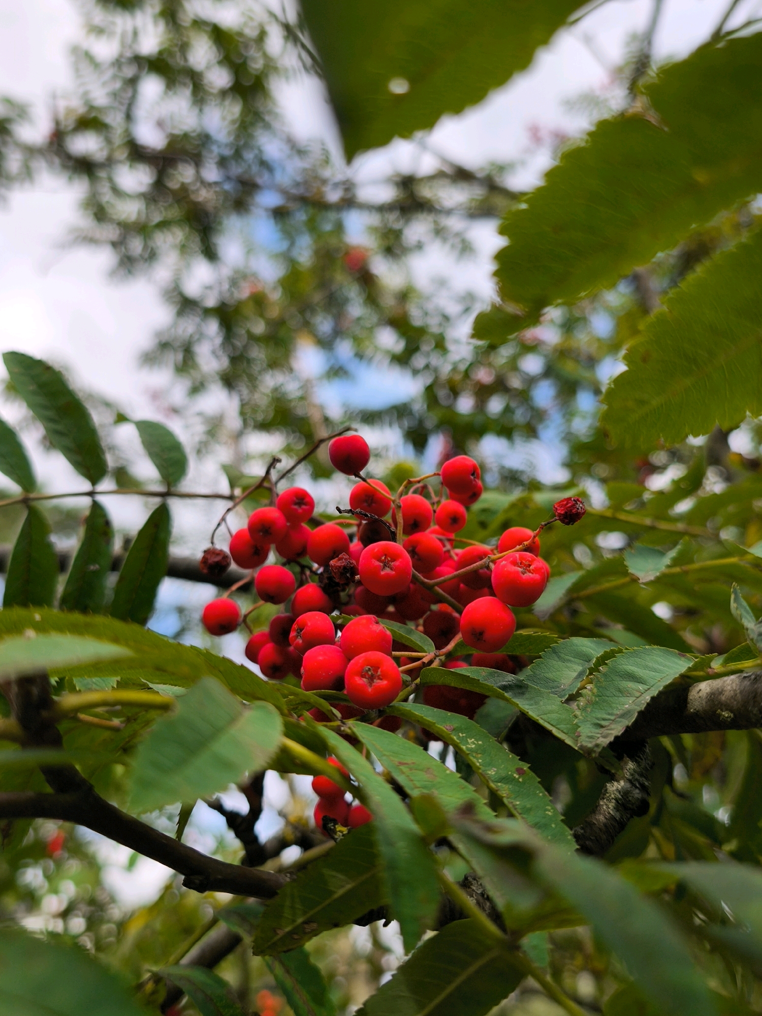 A close-up, low-angle shot captures a cluster of bright red rowan berries on a branch, set against a blurred background of green leaves and a pale sky. The berries are round and plump, with some showing a small star-like indentation at their tips. Several green leaves, serrated along the edges, partially obscure the view of the berries and the branch. The overall impression is of autumn bounty, with the vibrant red of the berries contrasting with the dominant green foliage. The location in the city of Mahilyow, Belarus, is not visually discernible from the image itself. There are no people or animals present.