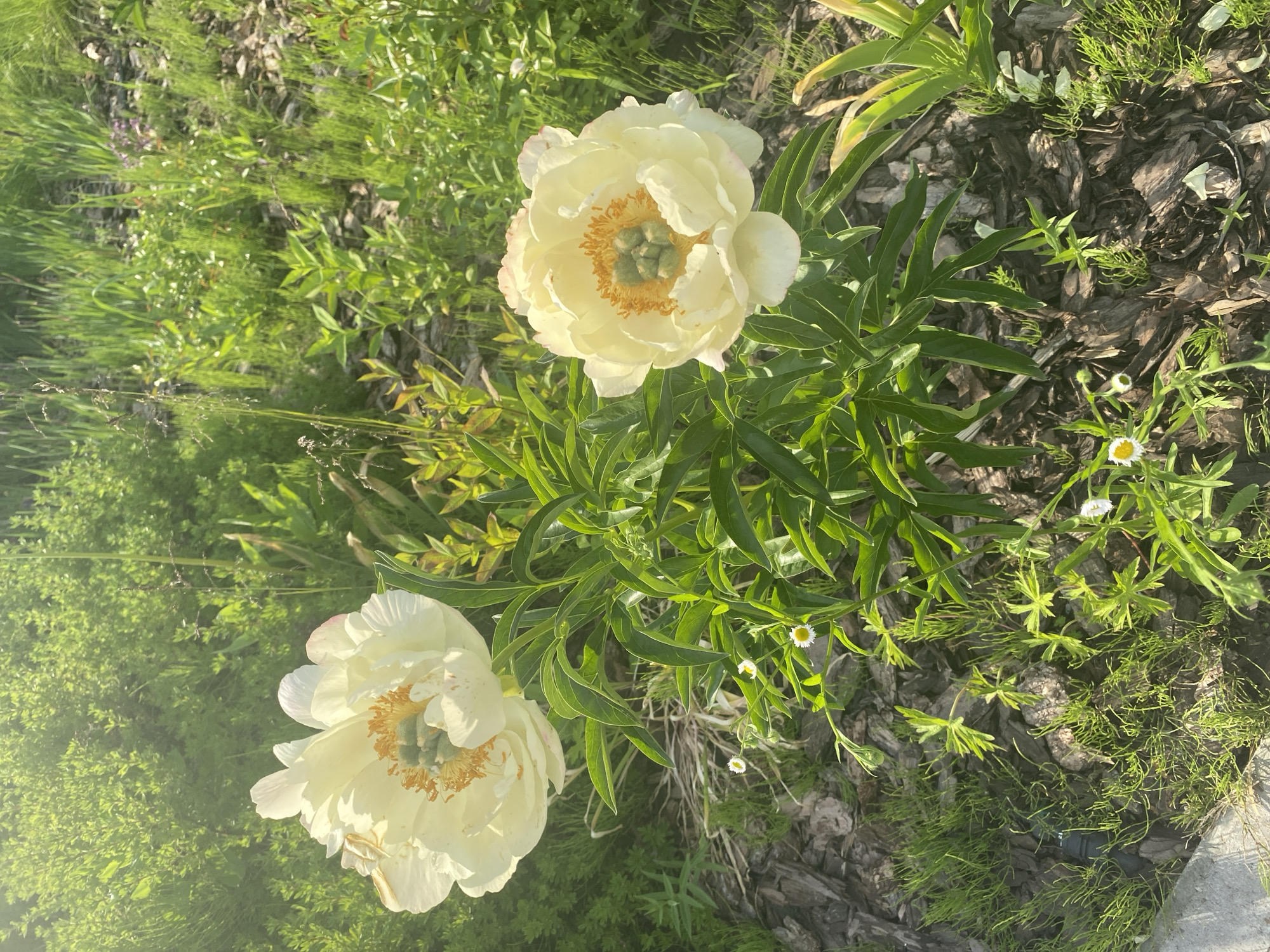 The image shows two white peonies in bloom, set against a backdrop of lush green foliage and mulch. The peonies are the dominant subjects, with one flower in the upper left and the other in the lower right of the frame. Both flowers exhibit creamy white petals with hints of pink on the outer edges, and their centers reveal yellow stamens and green pistils. The leaves of the peony plants are a vibrant green, providing a strong contrast to the flowers. The ground is covered with dark brown mulch, interspersed with small green plants and some scattered white flowers resembling daisies. The overall lighting suggests a bright, sunny day, with sunlight filtering through the leaves and creating lens flare in the upper portion of the image. The scene appears to be a garden setting in the city of Zelenodol'sk, Russia.