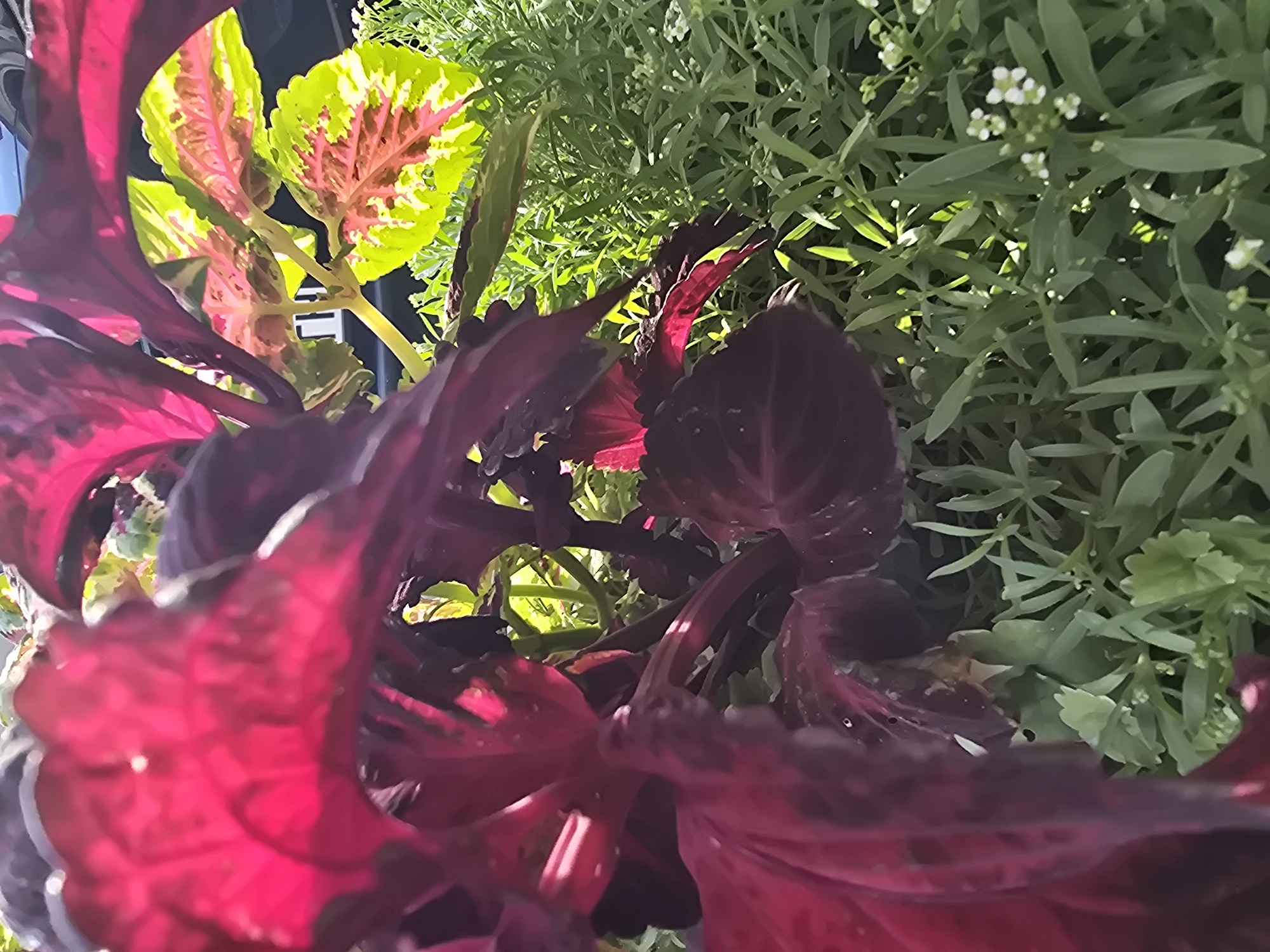 This is a close-up, high-angle, natural light photograph of a coleus plant. The foreground is dominated by large, velvety, dark red leaves with maroon veins, which are slightly out of focus. Behind these, brighter, variegated leaves with green and pink patterns are visible, catching the sunlight. Interspersed with the coleus are smaller, delicate green leaves and tiny white flowers of another plant, possibly sweet alyssum. The background is indistinct, but appears to be an outdoor setting, possibly a garden or balcony, with some dark structure (perhaps a car or building) visible in the upper right. There are no people or animals present. The scene suggests a summer day in Sofiivska Borshchahivka, Ukraine, with the vibrant colors of the plants indicating lush growth.