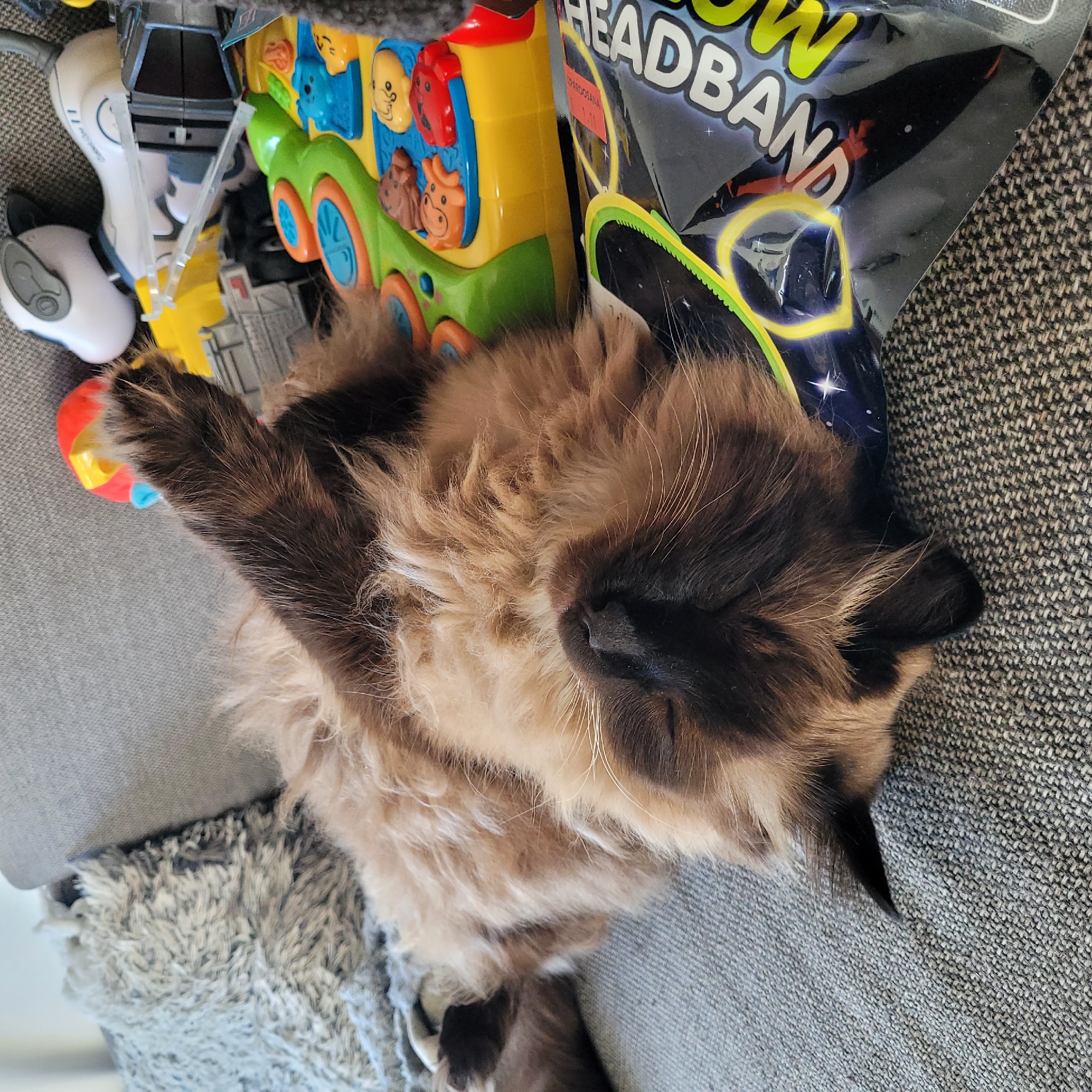 A fluffy cat of Siamese or Himalayan breed is sleeping on a couch, with its body curved and paws extended. The cat has brown and cream fur, with darker markings on its face and ears. It is lying next to a pile of colorful children's toys, including a toy piano and a robotic toy dog. The couch is upholstered in grey fabric, and a grey and white fuzzy blanket is draped over it. A plastic wrapper with the words "HEADBAND" and cartoon characters is also visible. The scene is an indoor setting, likely a living room.