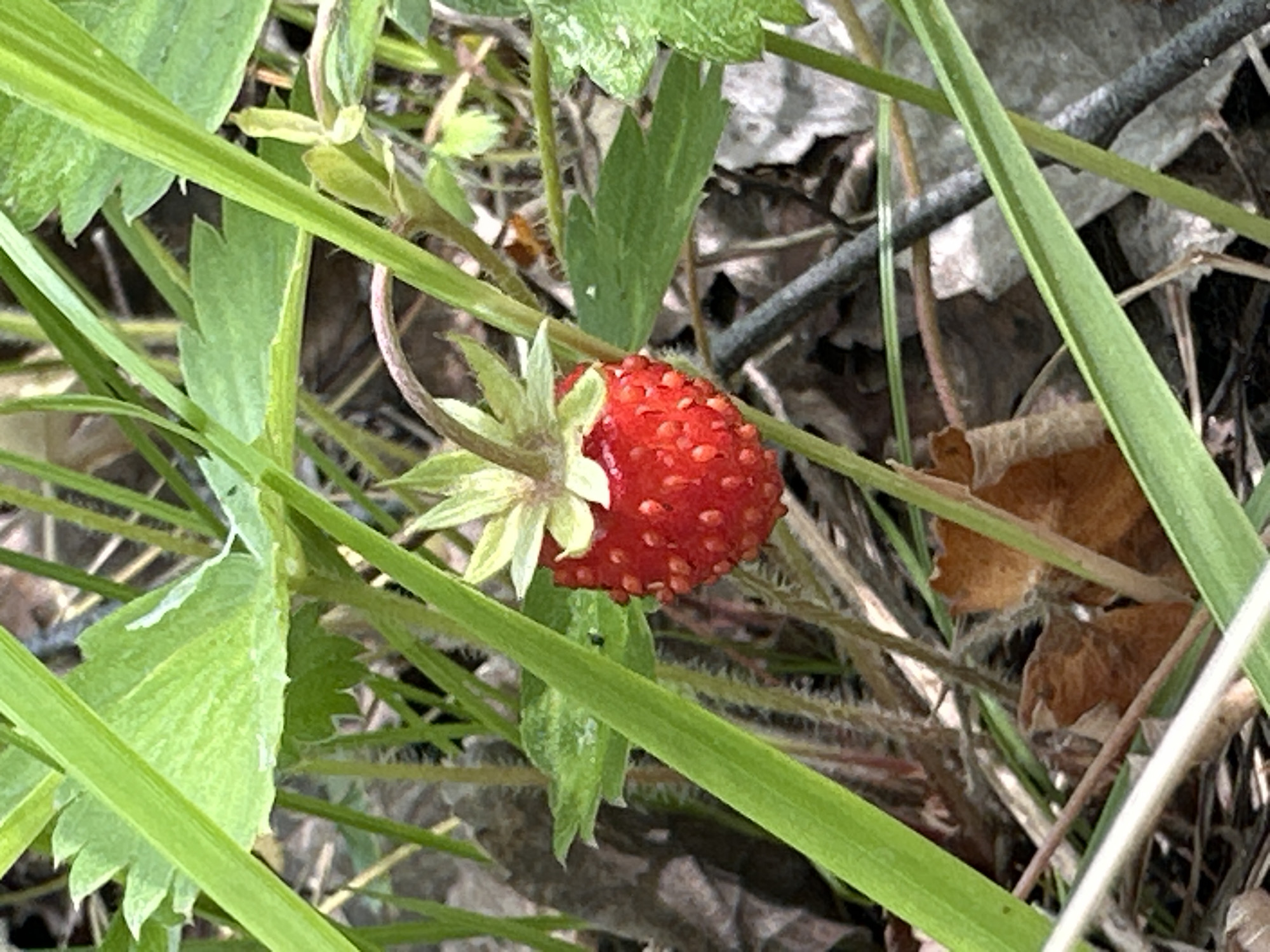 A single wild strawberry, Ripening on a stalk, is nestled amongst vibrant green foliage and brown leaf litter on the forest floor. The strawberry, a deep red hue, is dotted with tiny seeds and topped with green sepals. The surrounding vegetation is lush, with blades of grass and leaves creating a natural backdrop. The image appears to be taken in a natural, outdoor setting.