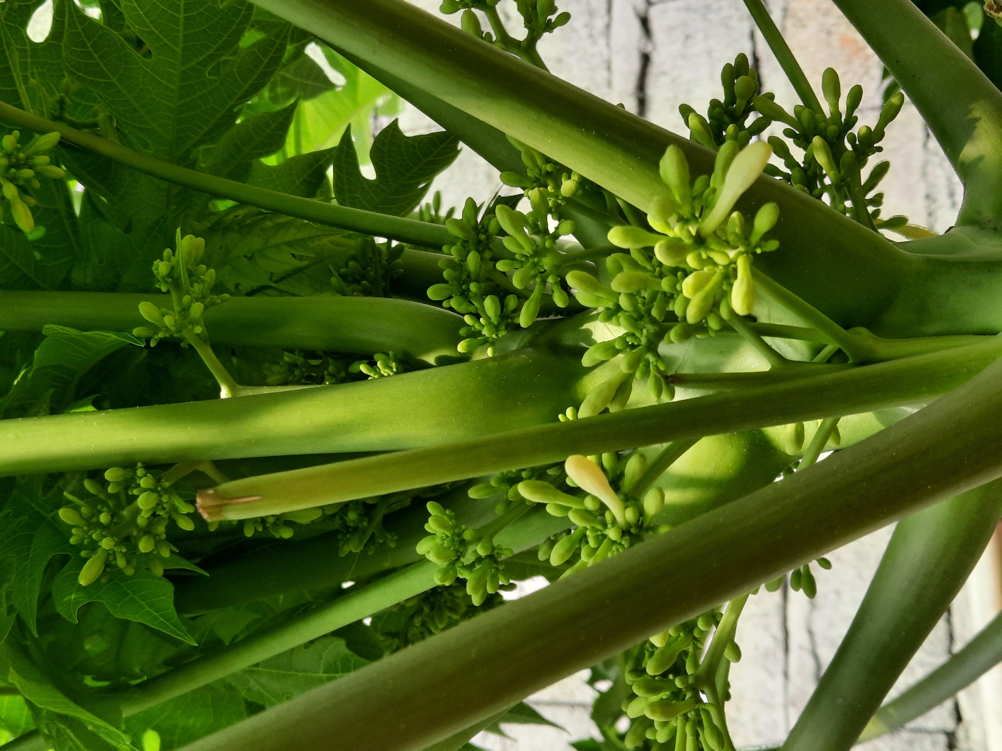 The image shows a close-up view of a papaya plant's branches and developing flower buds. The stalks are thick and green, with clusters of small, pale green buds, some beginning to open with visible yellow petals. Lush green leaves of the papaya plant are visible in the background, along with a portion of a textured, light-colored brick wall. The scene is illuminated by natural light, casting subtle shadows on the plant's structures. This image was taken in the city of Lugu, Indonesia.