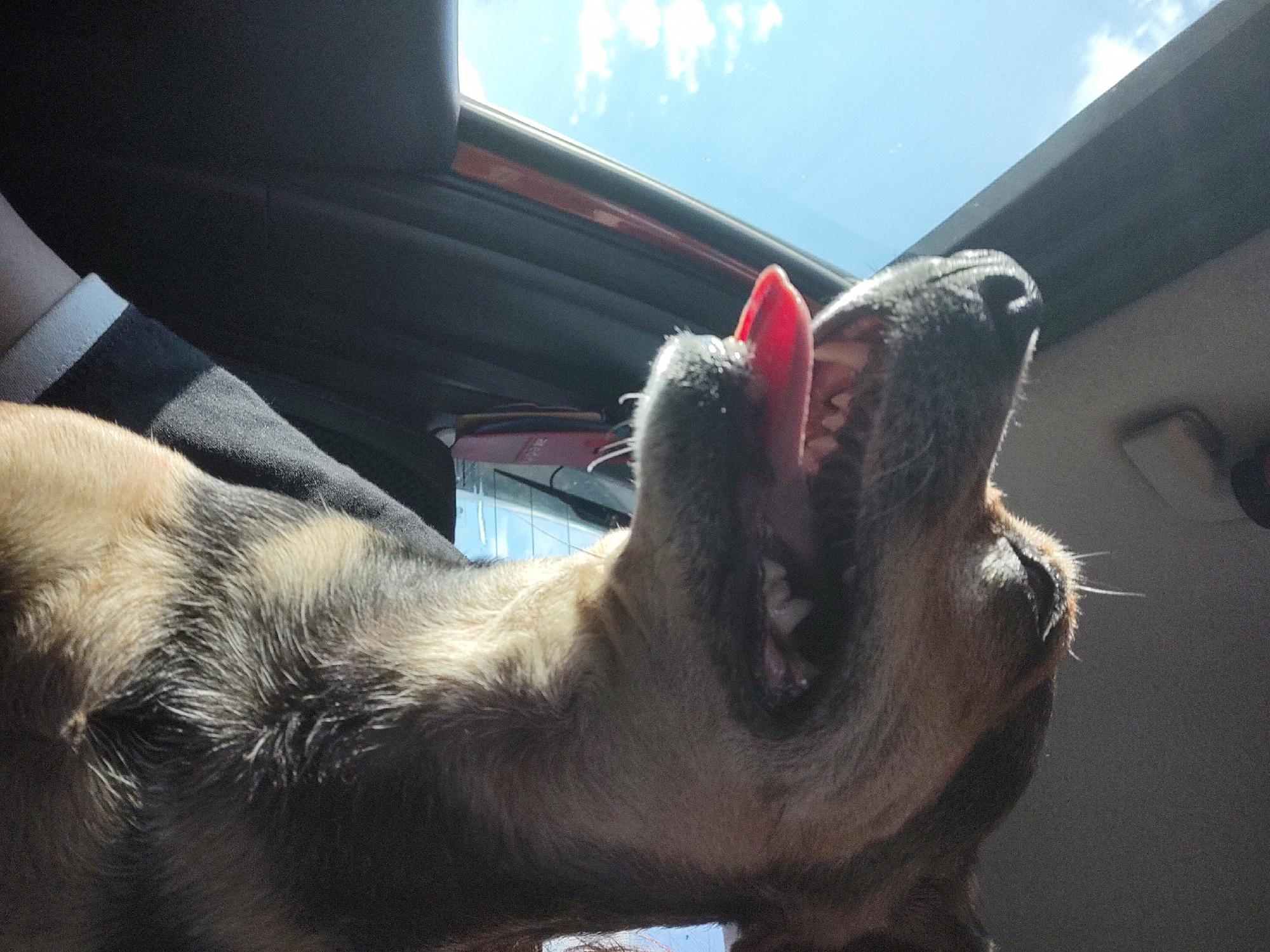 A medium-sized dog with tan and black fur is looking out a car window. The dog's mouth is open, with its tongue hanging out and some saliva visible. The dog appears to be wearing a black t-shirt with a white stripe on the sleeve. The background is out of focus and appears to be the interior of a car, with the sky and clouds visible through the window. This image was taken on September 24, 2023, at 10:35 AM in Kochmar, Bulgaria.