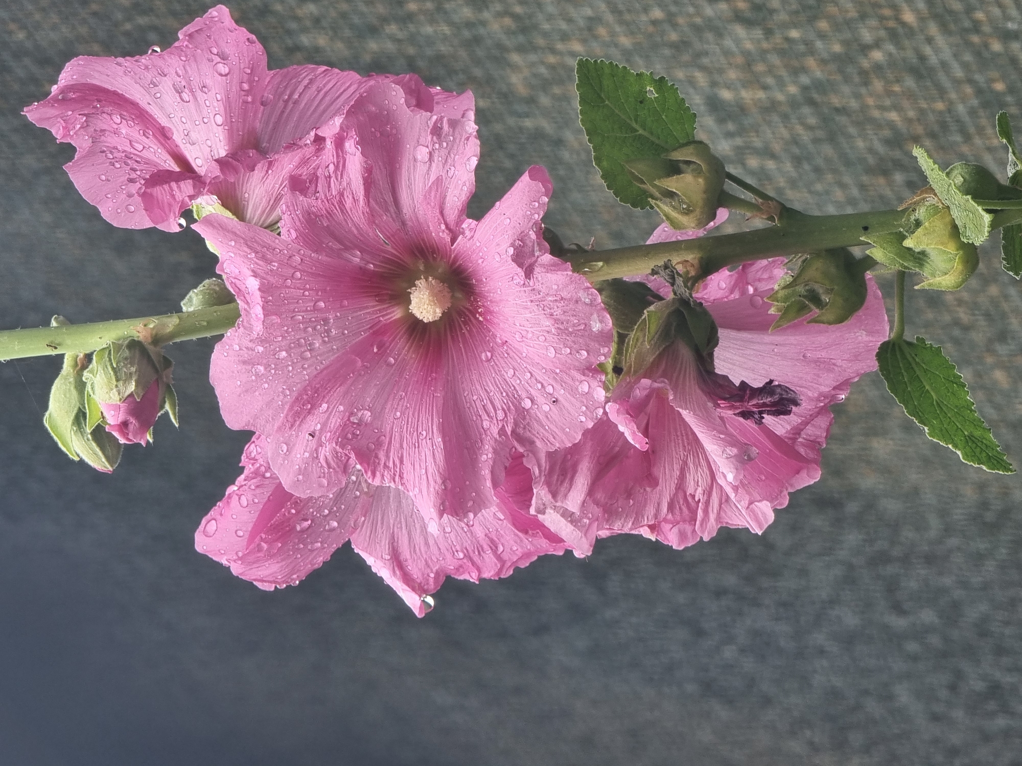 In Copanca, Moldova, a close-up shot captures a stem of pink hollyhock flowers and buds against a dark, textured background. Several fully bloomed pink hollyhocks, their delicate petals adorned with water droplets, are the primary focus. One of the blooms, positioned prominently in the upper portion of the frame, displays a pale yellow stamen. Below it, other partially opened flowers and buds are visible, some still encased in their green sepals. The stem is green and upright, with a few green leaves emerging from it. Water droplets are scattered across the petals and leaves, suggesting recent rainfall. The background is a dark, mottled surface that appears to be a fence or wall, providing a contrasting backdrop that makes the vibrant pink flowers stand out. No people are present in the image.