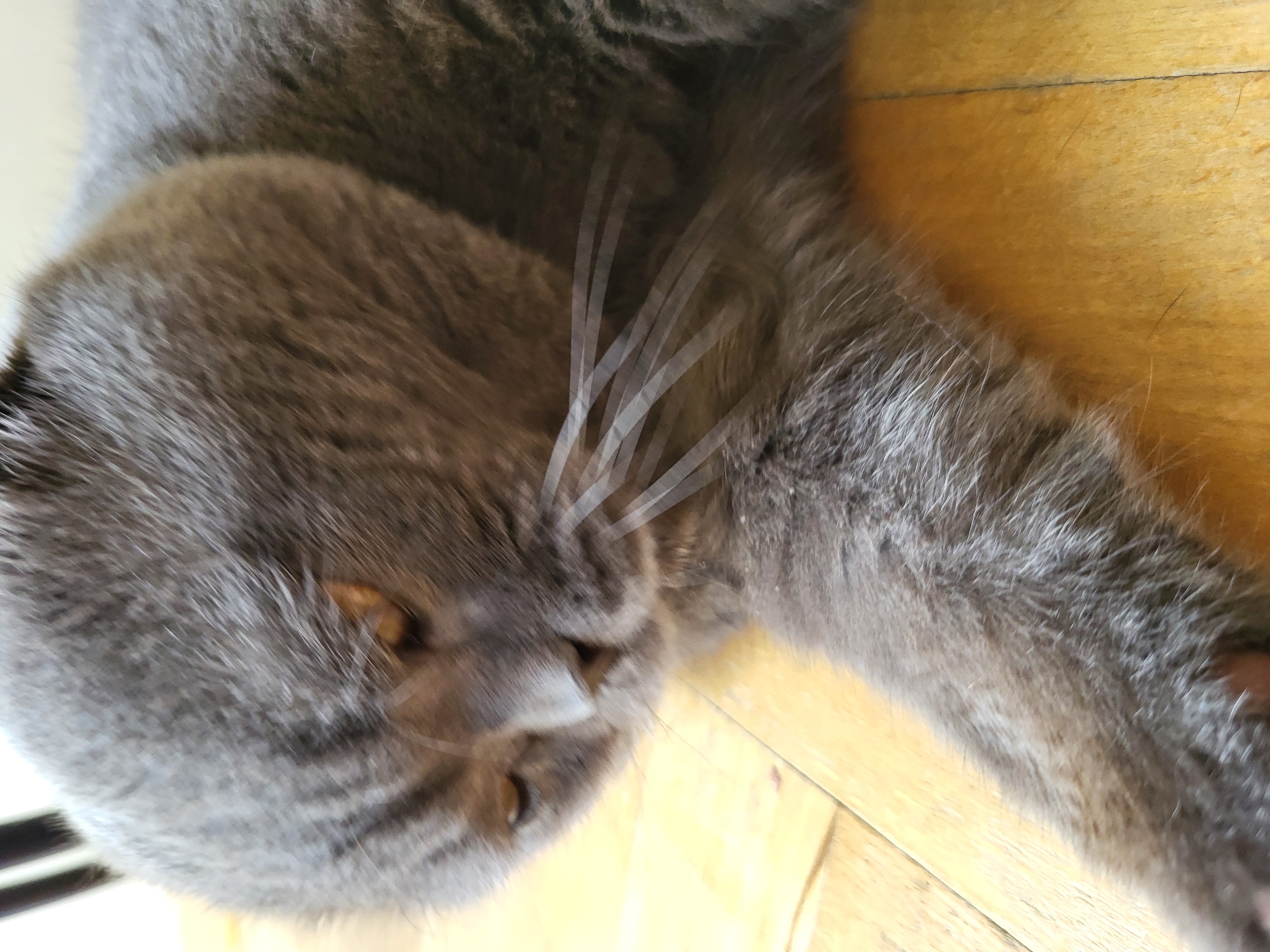 This media file is a close-up, eye-level shot of a gray cat lying on its side on a wooden floor. The cat is facing towards the left side of the frame, with its head tilted downwards. The cat's eyes are partially closed, suggesting it might be sleepy or relaxed. Its whiskers are prominent and fanned out. The fur is a uniform gray with subtle darker stripes visible on its face.
The background consists of a light-colored wooden floor with visible grain and some subtle variations in color, suggesting natural wood planks. There are no other discernible objects or subjects in the frame. The lighting appears to be natural, possibly from an overhead source, casting soft shadows and highlighting the texture of the cat's fur and the wood grain. The overall impression is one of domestic tranquility, with the cat in a state of rest. The image is not an action shot, but rather a still portrait of a domestic animal. There is no visible text in the image.