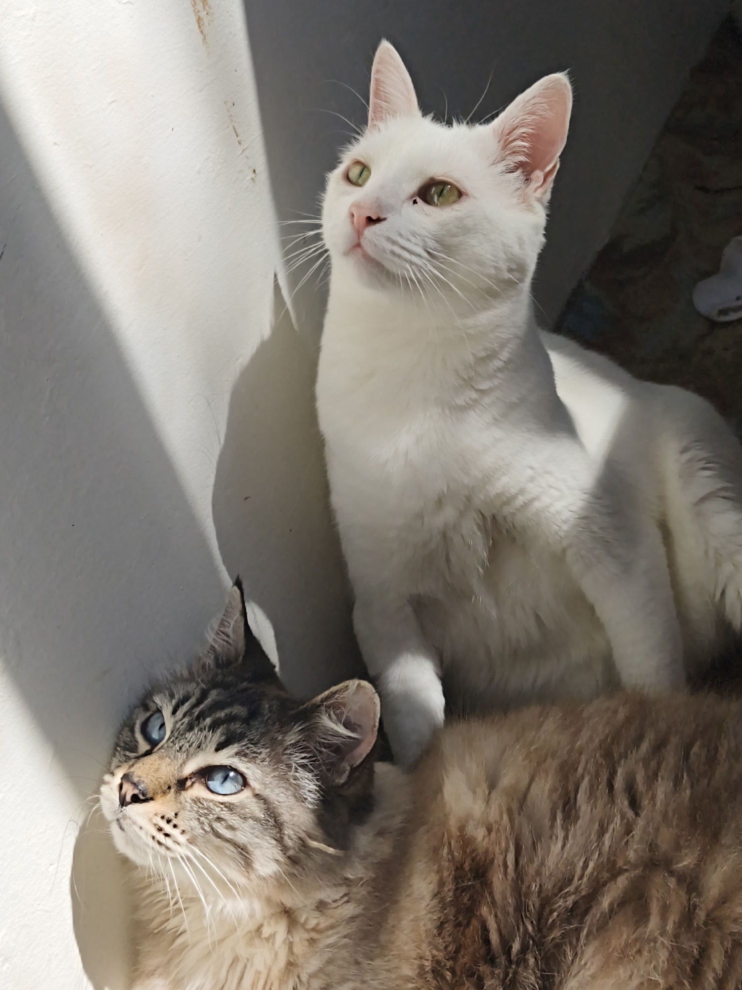 Two cats are resting on the floor next to a white wall. A tabby cat with blue eyes is in the foreground, and a white cat with green eyes is in the background. Sunlight is casting shadows on the wall. The scene appears to be indoors, possibly in a residential setting. There is no indication of the specific location within Sevastopol, Ukraine.