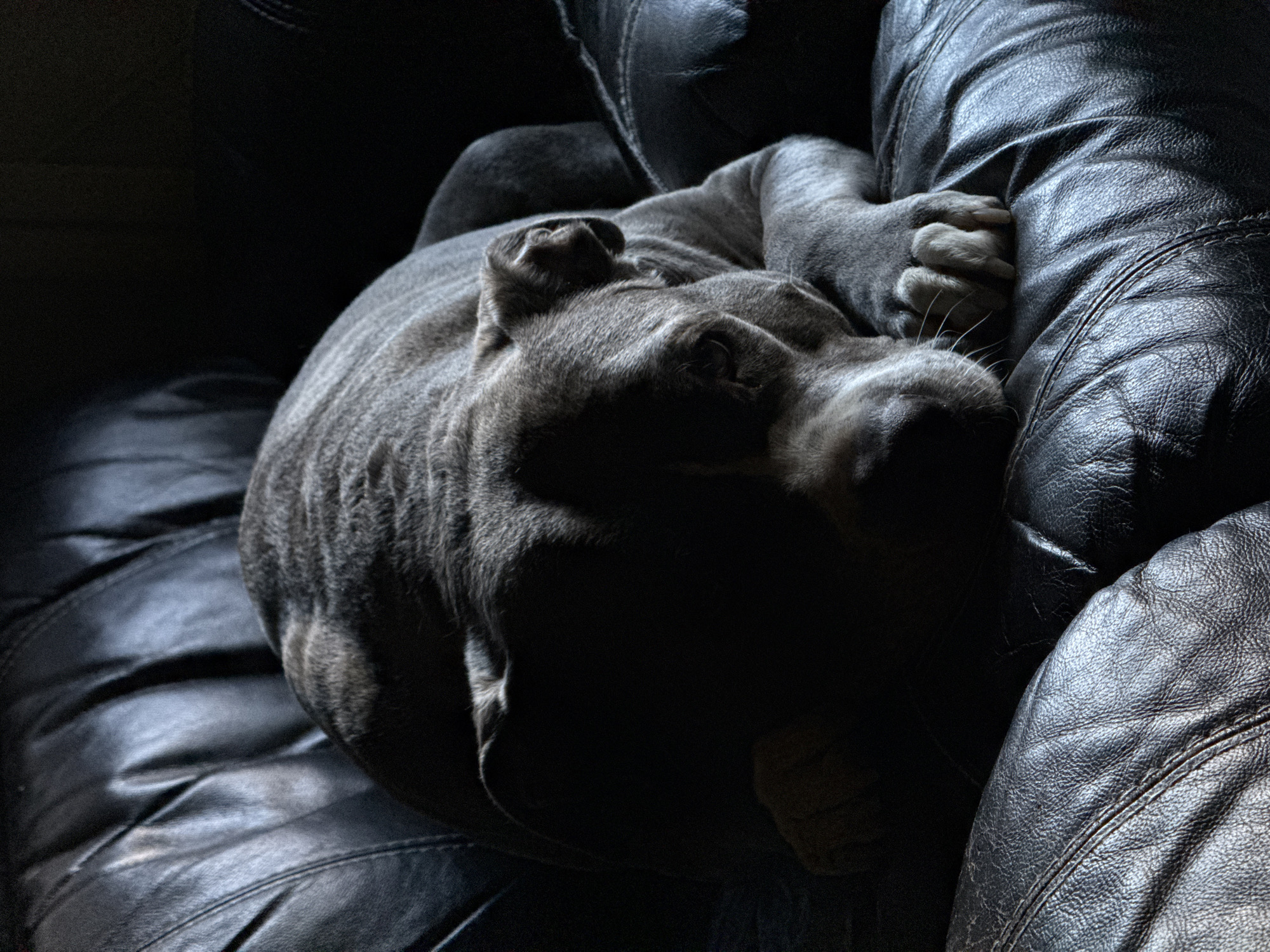 A grey or bluish-grey dog, likely a bulldog breed, is depicted resting on a dark, possibly black, leather couch in a dimly lit indoor setting. The dog is curled up, appearing to be asleep or deeply relaxed, with its body partially illuminated by a soft, directional light source. This lighting highlights the texture of its short fur and its muscular form, while significant portions of the dog and the couch remain in deep shadow. One of the dog's front paws is visible, gently gripping the tufted leather of the couch. The couch itself features prominent stitching and a textured surface, which catches the light, contrasting with the dark, unlit areas. The overall scene suggests a peaceful evening or nighttime environment, conveying a sense of comfort and tranquility. The location context is Esch-sur-Alzette, Luxembourg. No text is visible in the image.