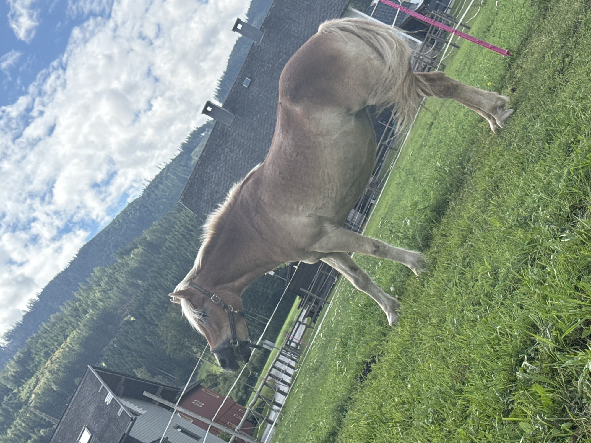 A light brown horse with a blond mane stands in a grassy field. The horse is facing left and appears to be moving forward. In the background, there are several buildings with dark roofs and a steep, tree-covered mountainside. The sky is blue with scattered white clouds. The scene is set in the municipality of Tragöß-Sankt Katharein, Austria, an area known for its scenic natural beauty and alpine landscapes.