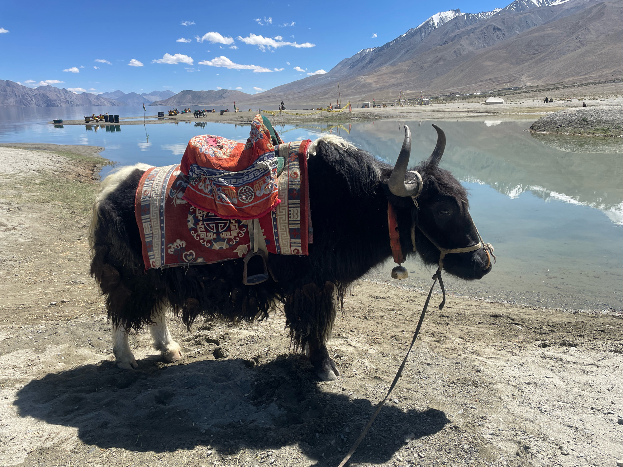 An outdoor, medium shot captures a heavily built, black yak standing on a sandy shore next to a serene lake. The yak is adorned with a saddle blanket featuring red, orange, and white geometric patterns, and a bell hangs from its halter. Its long, shaggy dark fur contrasts with its white hind legs. In the background, the calm, reflective lake mirrors the distant, rugged, snow-capped mountains and a clear blue sky with scattered white clouds. Along the lake's edge, several small yellow ATVs, dark barrels, and distant figures are visible, suggesting a tourist area. The overall scene depicts a peaceful, high-altitude landscape in an unspecified location in India.