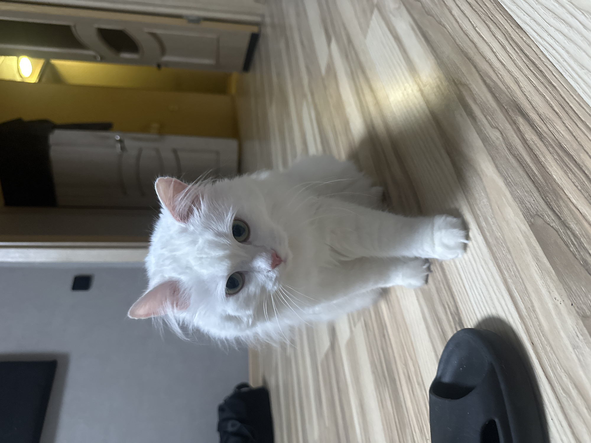 An all-white, fluffy cat with green eyes is standing on a light-colored wood-grain floor. The cat is facing forward with its head slightly tilted down. To the left of the cat, a black rubber sandal is visible. In the background, a doorway leads to a hallway illuminated by a bright light fixture. There are two doors visible in the background, one appears to be white with a paneled design, and the other is a darker wood tone. The walls in the background are a neutral color. There is a black object, possibly a bag, on the floor in the left background. The image appears to be taken indoors, likely in a residential setting.