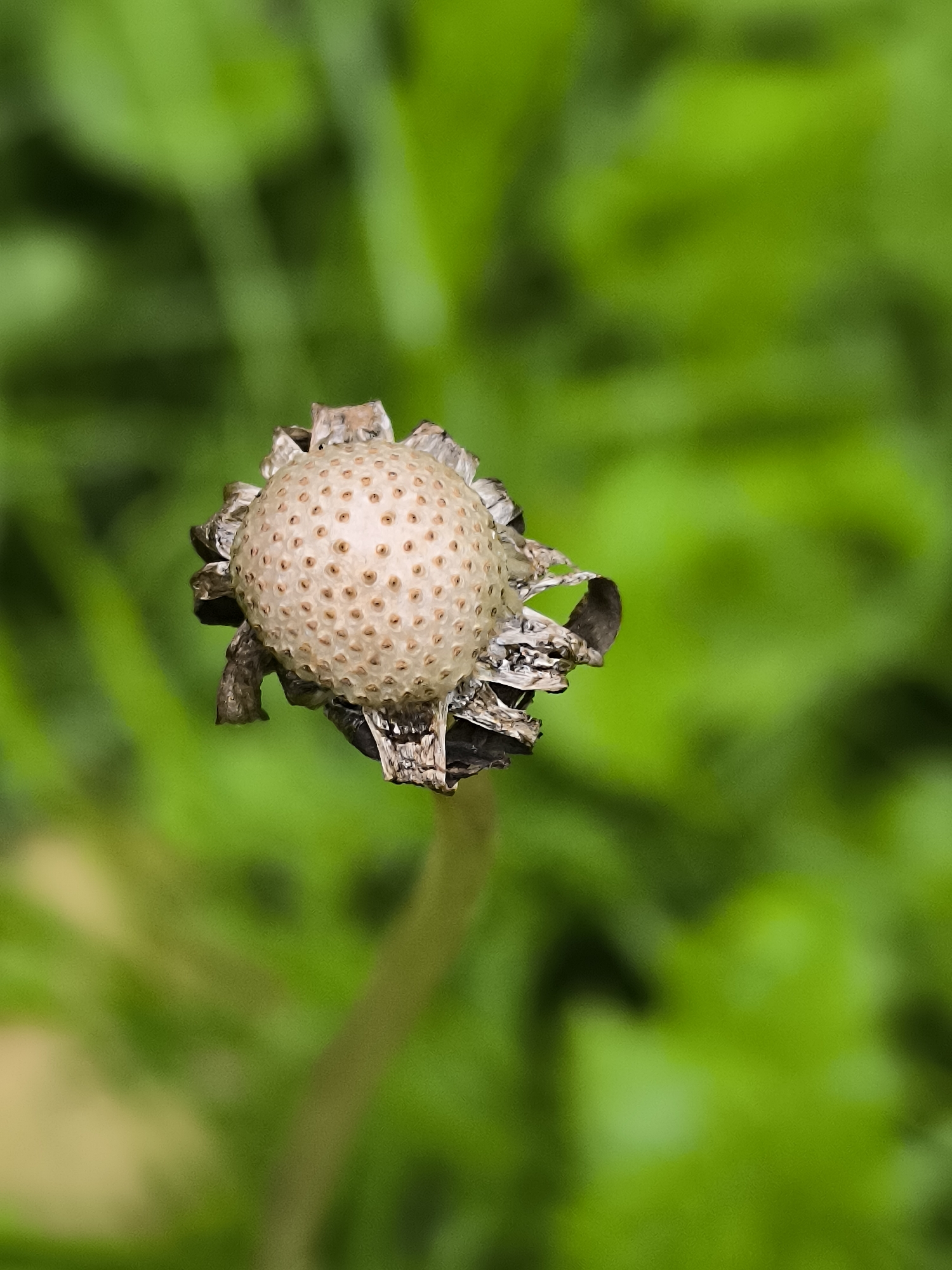The image is a close-up, vertically oriented shot of a dried dandelion seed head. The seed head is spherical and light beige, with a patterned surface showing numerous small indentations. It is surrounded by dry, brown, and somewhat brittle sepals that are tattered and curled. The seed head is positioned on a thin, light green stalk that extends downwards. The background is a soft, out-of-focus blur of vibrant green foliage, suggesting an outdoor setting. There are no people or any other discernable objects in the scene. The lighting appears natural and diffused. There is no information available to determine the specific location in the city of Klaipėda, Lithuania.