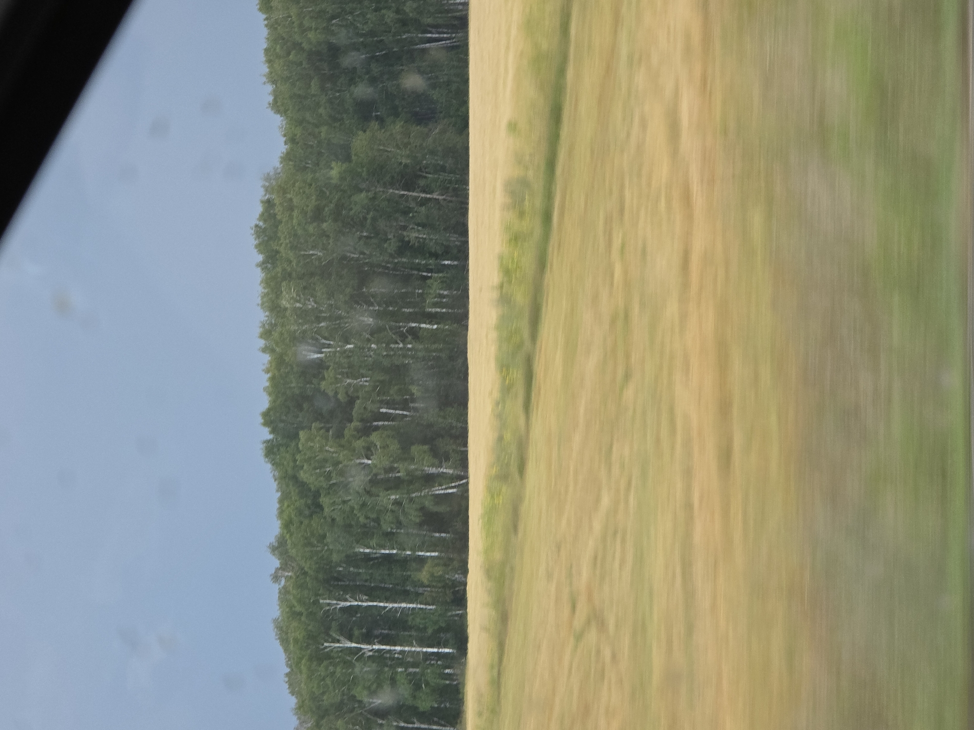 The image depicts a landscape scene, likely taken from a moving vehicle as evidenced by the motion blur. In the foreground, a field of golden-yellow grass or crops extends across the frame, with a subtle green strip running through it. Behind the field, a dense line of trees forms a dark green forest. The trees appear to be a mix of deciduous and coniferous species, with some lighter-colored trunks, possibly birch trees, visible among the darker foliage. The sky above is a muted gray-blue, with some indistinct shapes that could be clouds or atmospheric distortions. The upper right corner of the image is partially obscured by a dark, diagonal element, likely the frame of a vehicle window. The scene is characteristic of a rural or semi-rural setting, and while the specific location in Nagorny, Russia, cannot be definitively identified from the image alone, it is consistent with the natural landscapes found in such regions during the warmer months. There are no people or animals visible in the frame.