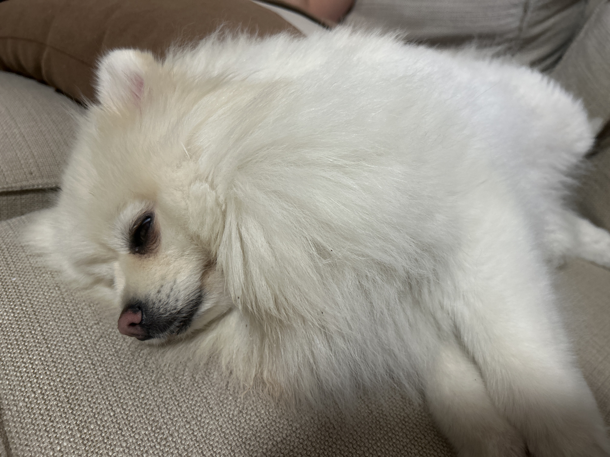 A close-up shot shows a fluffy white Pomeranian dog sleeping on a beige textured surface, possibly a sofa. The dog is curled up on its side, with its head resting. Its eyes are partially closed, and its nose is a light pink color. The background includes a brown object, likely a pillow, and hints of a beige surface. The lighting appears to be indoor and soft. The image is in focus, highlighting the dog's fur and facial features.