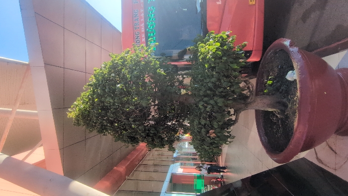 The scene depicts an outdoor section of a building, identified as the Da Lat Intercity Bus Station in Da Lat, Vietnam. A large potted tree with a thick, gnarled trunk and dense green foliage stands in a dark red, bulbous planter in the foreground, situated on a light-colored tiled surface. A small white object is visible within the soil of the planter. To the left of the tree, a lone individual, dressed in a light-colored top and dark pants, is seen walking away from the camera, carrying a dark bag over their shoulder. Behind this person, reflective glass windows and a building wall with vertical reddish accents are visible. To the right of the tree, the front section of a red intercity bus is parked, partially obscured. The bus's windshield displays an illuminated green electronic sign with Vietnamese text, including "PHƯƠNG TRANG" and "XE ĐÀ LẠT - TP.HCM", indicating its route between Da Lat and Ho Chi Minh City. Overhead, a large, light-colored canopy with a segmented underside provides cover, supported by visible structural beams, under a clear blue sky.
