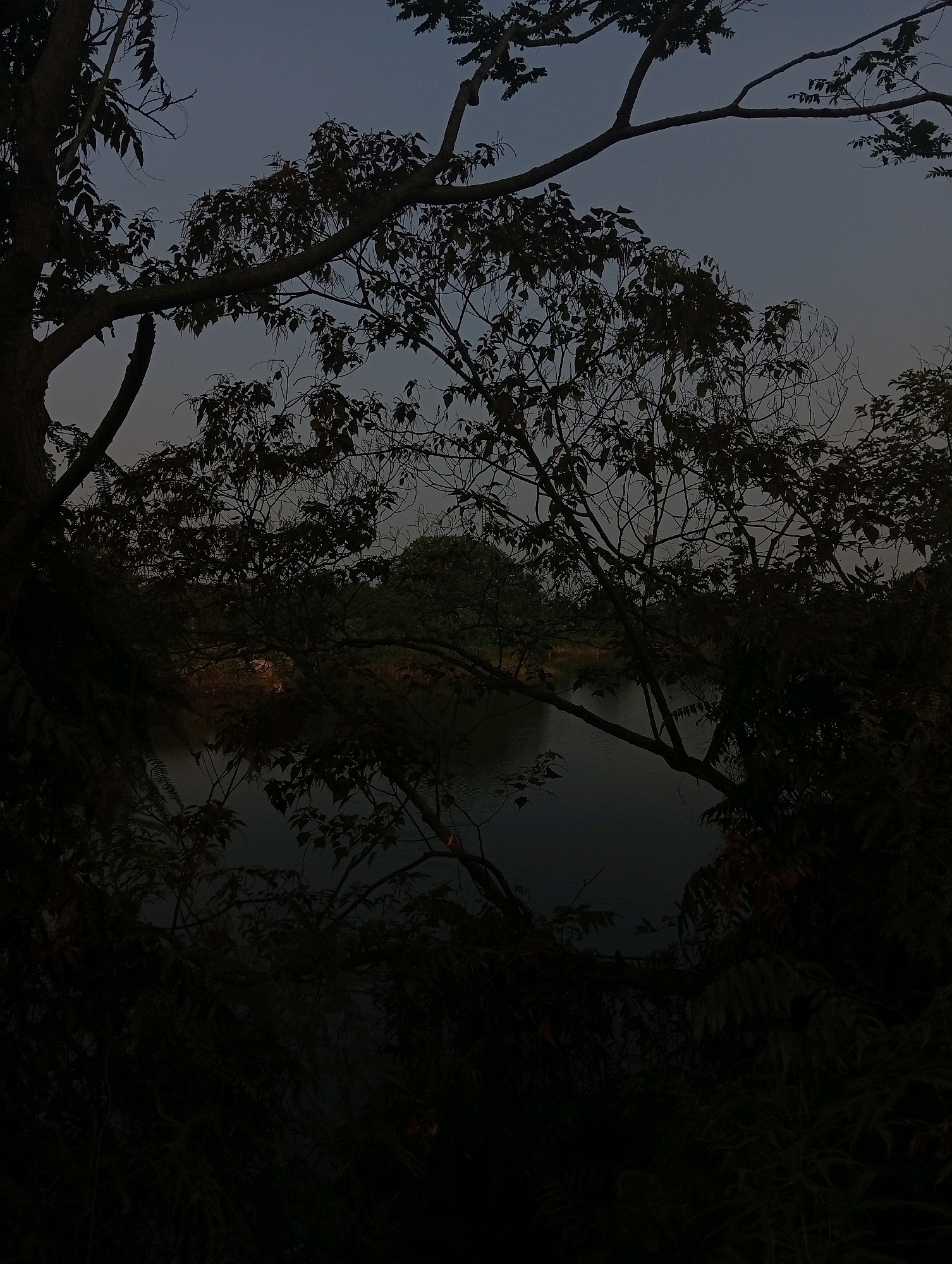 The image depicts a dark, silhouetted view of trees and foliage against a twilight sky, with a body of water visible in the background. The scene is shot from a low angle, looking upwards through the branches of trees. The water appears calm, with subtle ripples on its surface. The vegetation is dense and largely obscured by shadow, suggesting a natural setting. The lighting indicates that it is either dusk or dawn. The location is identified as Kualu, Indonesia, a region known for its lush tropical landscapes.