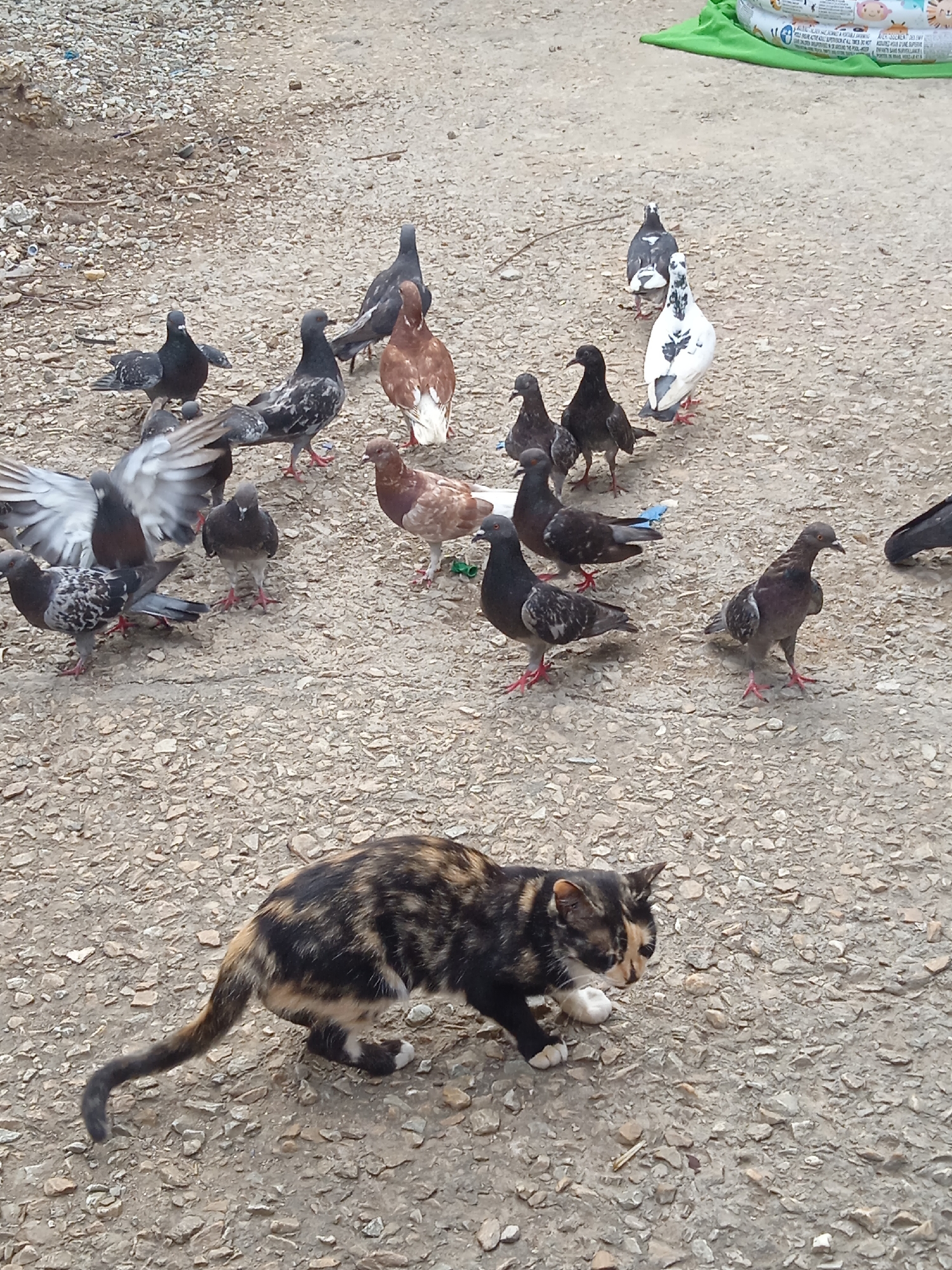 A calico cat with black, brown, and tan markings is walking on a gravelly surface. It has white paws and a white patch on its chest. The cat is looking to its right. In the background, a flock of pigeons is gathered. The pigeons are of various colors, including gray, black, white, and brown. Some of the pigeons are standing, while others are pecking at the ground. The scene appears to be outdoors, possibly in an urban or rural environment given the gravel and scattered debris. There are no people visible in the image. The lighting suggests it could be daytime, and the ground appears dry.