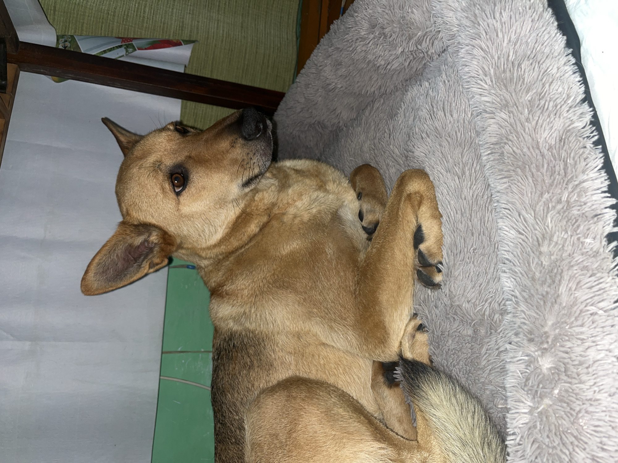 A medium-sized dog with light brown and black fur lies on a fluffy gray dog bed. The dog is lying down with its paws crossed in front of it, facing to the right. Its ears are perked up, and its eyes are looking to the side. The background is dimly lit and appears to be an indoor setting, with a wall and some objects that are not clearly identifiable. There is no discernible information about the specific location in Nizhny Tagil, Russia.
