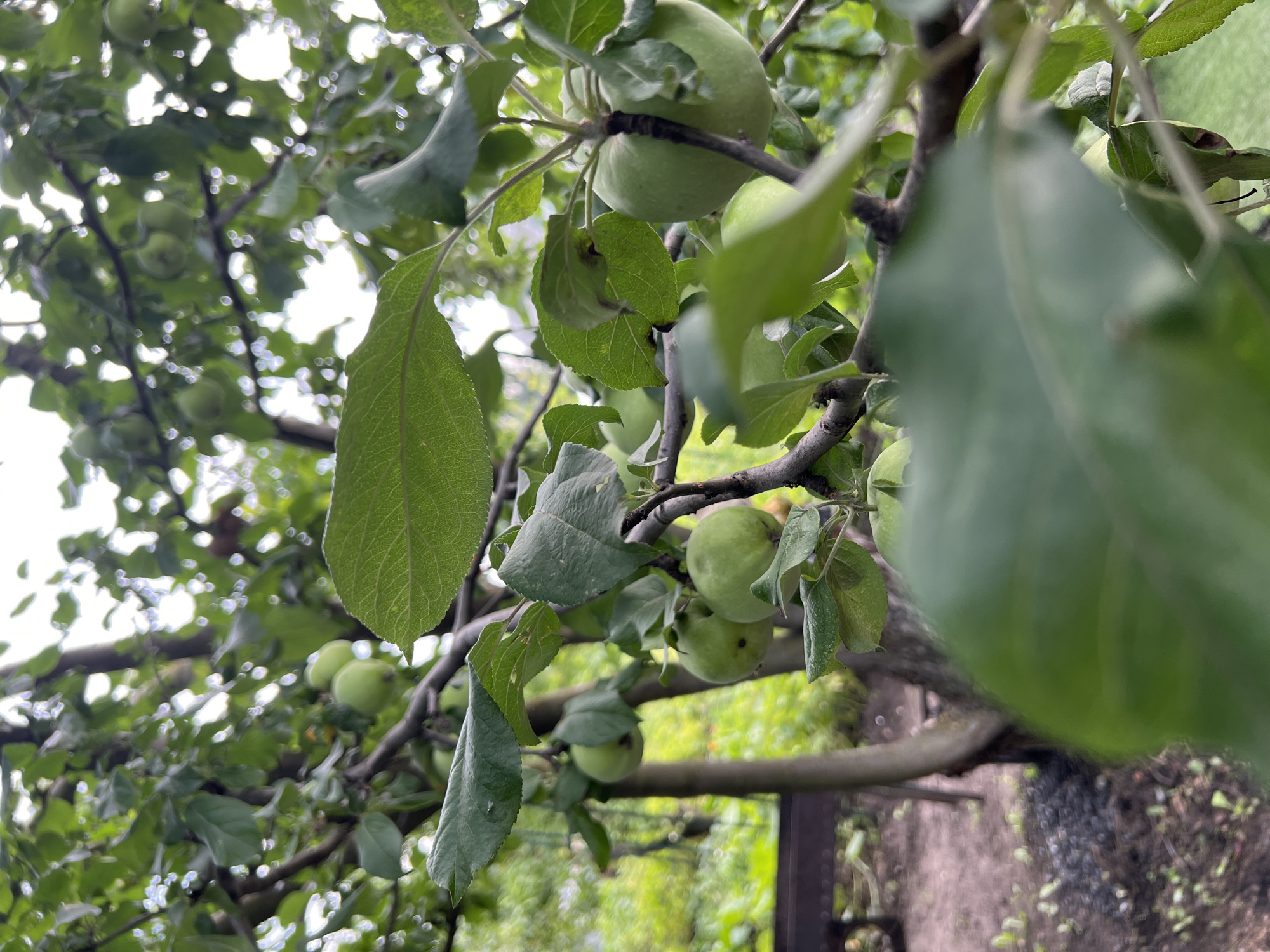 This media file is a close-up, upward-angle shot of an apple tree laden with unripe, green apples. The tree branches, dark and textured, are laden with green leaves, some of which are in sharp focus while others are blurred. Several green apples are visible, scattered among the leaves. One particularly prominent apple is in the upper right quadrant, with two others clustered below it. The background is a blur of green foliage and bright white sky, with some out-of-focus bokeh highlights suggesting sunlight filtering through the leaves. In the lower right, a dark, blurred object appears to be a fence or part of another structure, with a patch of dark, possibly mulched ground visible. The overall impression is of a natural, outdoor setting, likely an orchard or garden, on a bright, possibly overcast day, given the diffuse light and the presence of green, immature fruit. No people or text are visible in the image. The location context of Khryashchevka, Russia, places this scene in a rural or semi-rural area during the growing season, when apples are still developing.