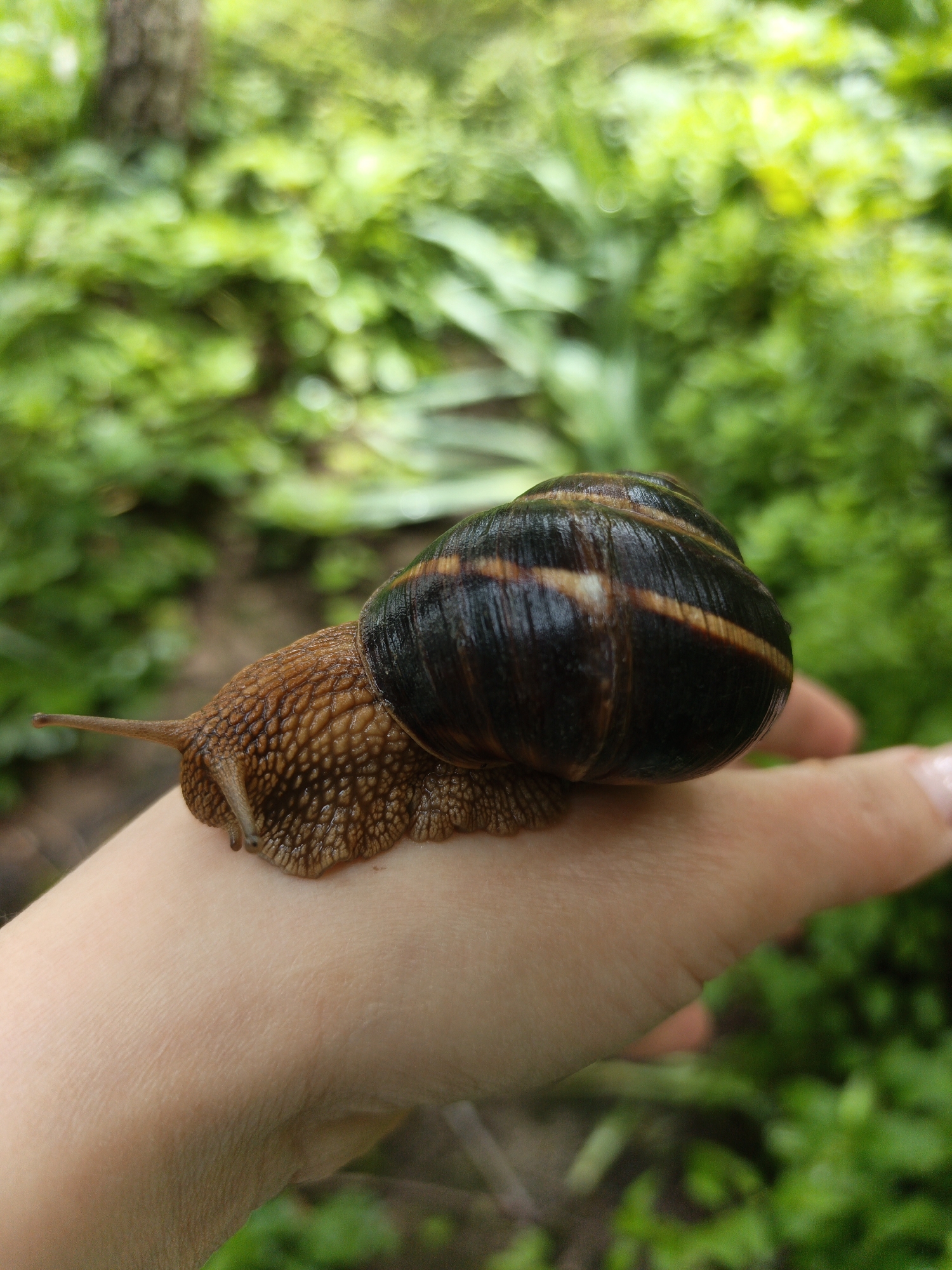 A close-up shot of a large snail resting on a person's hand. The snail has a dark brown, spiraled shell with lighter brown or beige stripes. Its body is a textured brown, with two prominent antennae extending from its head. The hand appears to be fair-skinned, with a hint of pink on the fingertips. The background is a blur of green foliage, suggesting an outdoor setting in Goryachiy Klyuch, Russia. The depth of field is shallow, focusing primarily on the snail and the hand.