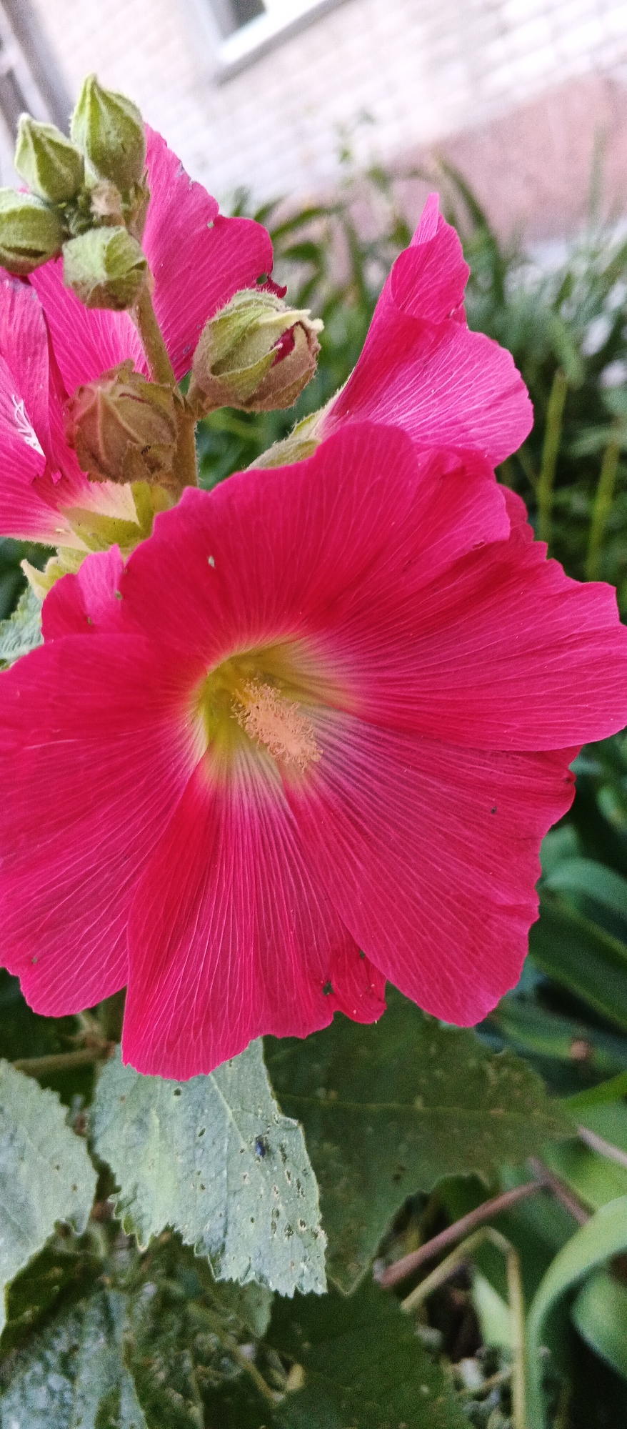 A close-up, eye-level shot features a vibrant pink hollyhock flower in full bloom. The flower's petals are delicately veined and unfurled, revealing a yellow center with stamens. Several green hollyhock buds are visible in the upper left of the frame, some partially open. The flower and buds are set against a blurred background of green foliage, suggesting an outdoor garden setting. In the upper portion of the image, a softly focused brick building with a white window frame can be seen. The ground appears to be covered with greenery and some of the broad, textured leaves of the hollyhock plant are visible in the lower portion of the frame, showing signs of insect damage. The overall lighting is soft, indicating it may be a cloudy day or the photograph was taken in the shade. The scene is located in Smila, Ukraine.