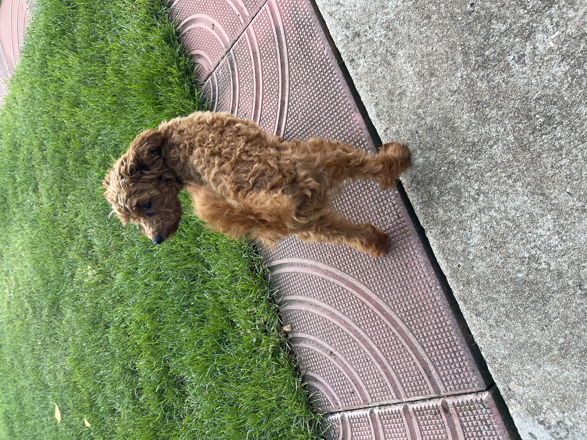 The image shows a brown poodle standing on a patterned brick sidewalk next to a patch of green grass and a concrete surface. The location cannot be determined to be in Sofia, Bulgaria based on the image alone.