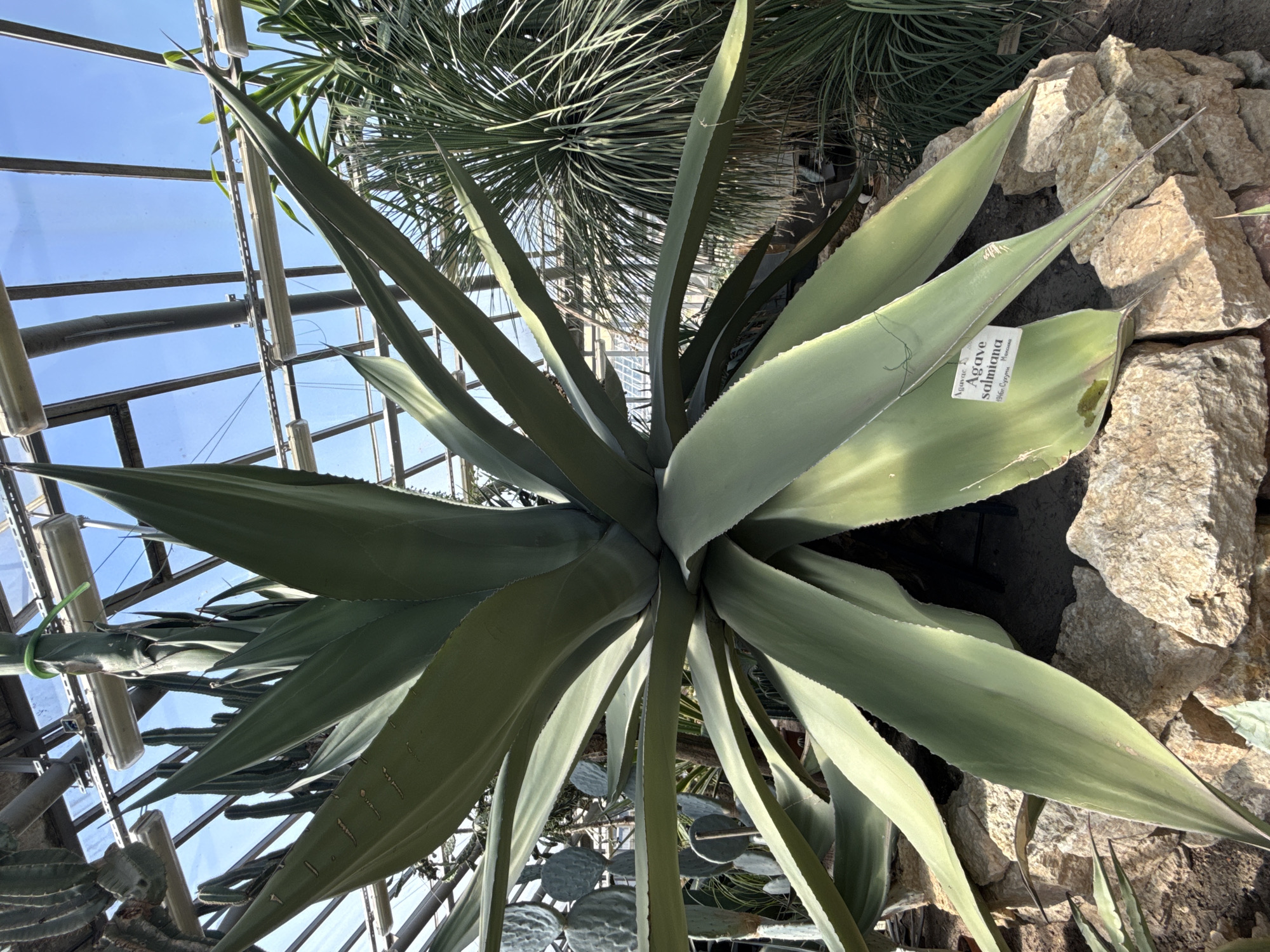In Saint Petersburg, Russia, this image shows a large, mature Agave salmiana plant situated within a greenhouse. The plant has thick, succulent, sword-shaped leaves that are a muted green color, arranged in a rosette formation. The leaves have serrated edges and sharp, pointed tips. A white informational tag is attached to one of the lower leaves, which reads "Agave salmiana 1946 Кузница Мексика". The Agave is planted in a bed of light-colored rocks and gravel. In the background, other plants are visible, including various cacti and a spiky, grass-like plant. The greenhouse structure is apparent, with metal beams and glass panels forming the roof and walls. The sky is visible through the glass, indicating an outdoor setting from within the greenhouse. The lighting suggests it is daytime, with natural light illuminating the scene. There are no people visible in the image.