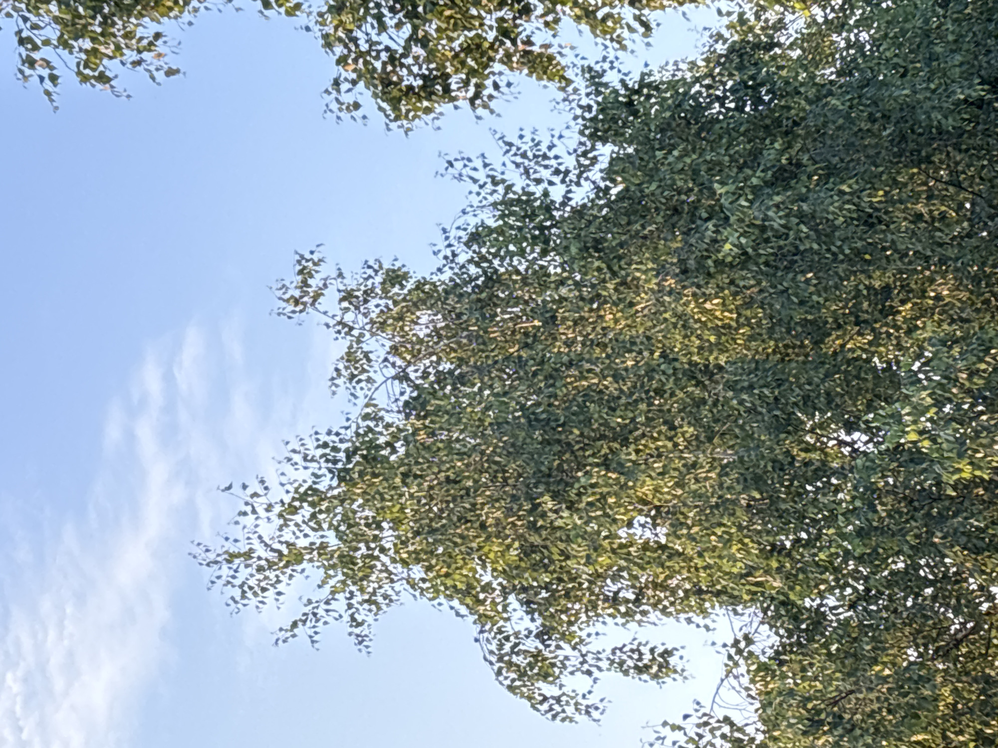 The image shows a close-up view of the canopy of a tree with abundant green foliage against a clear blue sky with sparse, wispy clouds. The sunlight filters through the leaves, creating a dappled effect and highlighting some of the lighter green and yellow-tinged leaves. The branches of the tree are visible in places, crisscrossing through the dense leaf cover. The perspective is from below, looking upwards into the tree. The scene appears to be outdoors, with no man-made structures or people readily visible. This image was taken in the city of Chaikovsky, Russia.