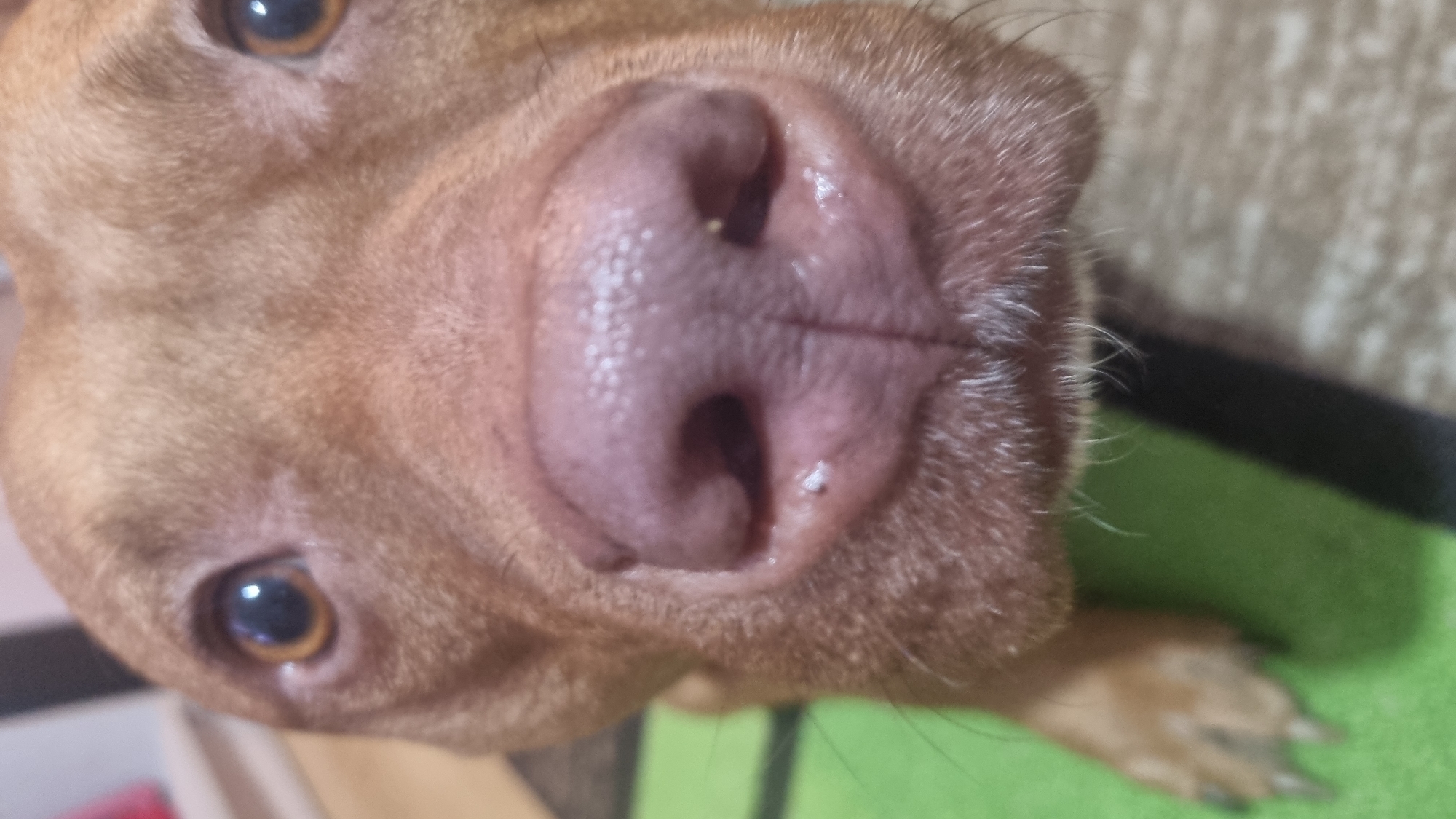 A close-up, upside-down perspective of a dog's face. The dog has tan fur, brown eyes, and a pink nose. The background includes a blurry pattern and a green surface. A foot of the dog is at the bottom right of the picture. The city and exact location are indiscernible.