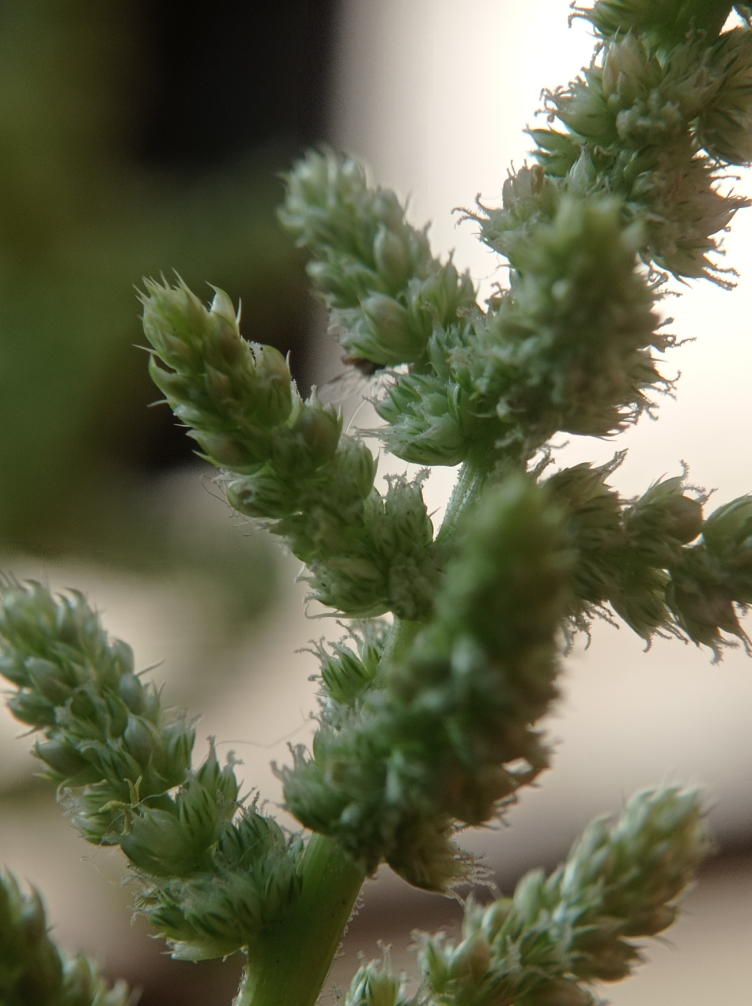 This is a macro photograph of a green plant with multiple flower spikes. The spikes are elongated and covered in small, tightly packed florets that appear feathery due to fine hairs. The plant is out of focus in the background, with a blurred dark area on the left and a lighter, out-of-focus area on the right. The image is taken in Mulyoagung, Indonesia.
