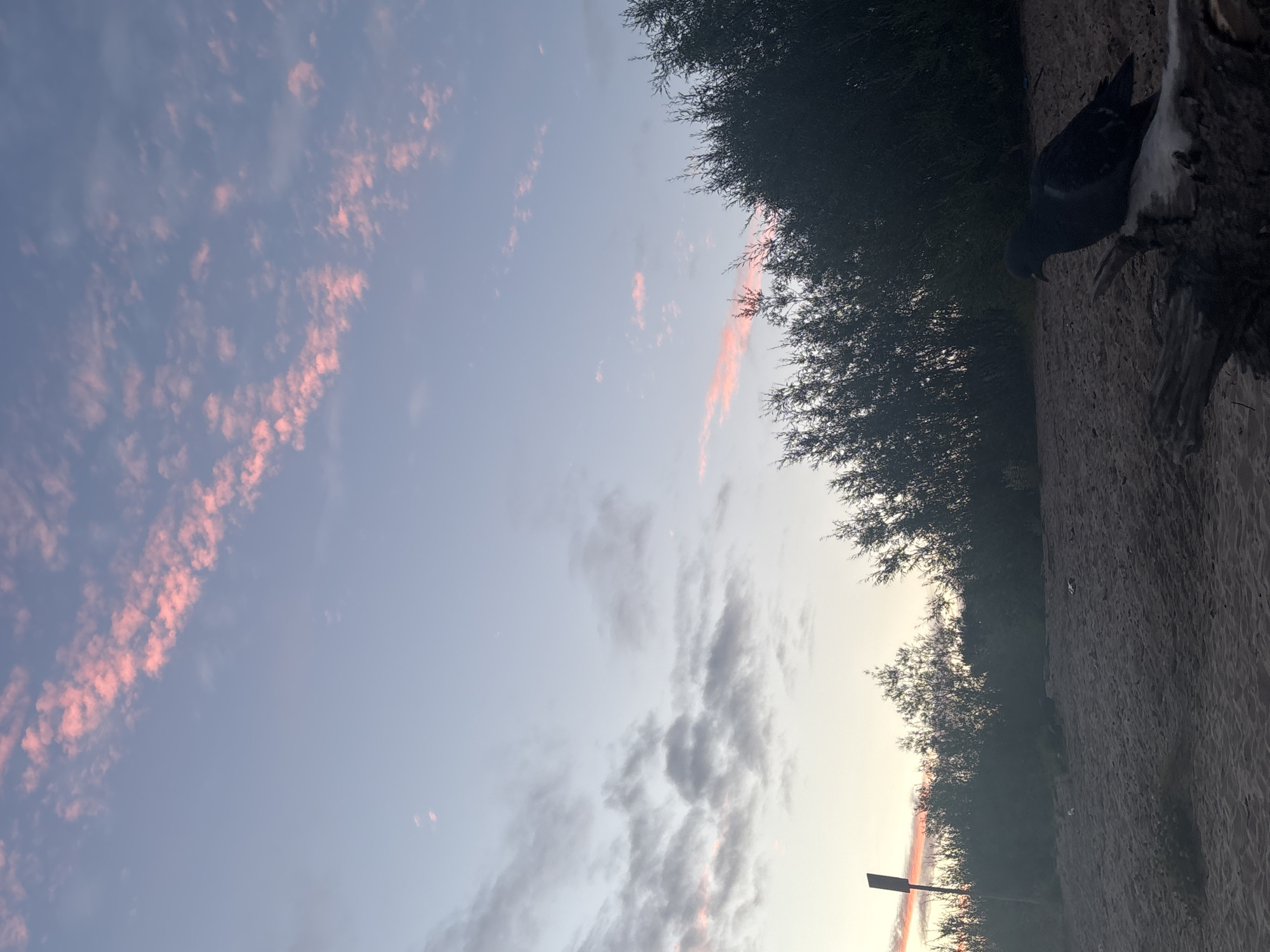 The image depicts a pigeon resting on a piece of driftwood on a sandy shore. The background features a dense line of trees and vegetation. Above, the sky is a soft gradient of pale blue, transitioning to a lighter hue near the horizon, with scattered clouds tinged pink by the setting sun. A dark, rectangular markerpost stands to the left, partially obscured by the vegetation. The scene appears to be a natural setting within the city of Arkhangelsk, Russia, likely near the coast of the Northern Dvina River or the White Sea, given the sandy terrain and the presence of trees typical of the region. The overall atmosphere is calm and serene, characteristic of a late evening.