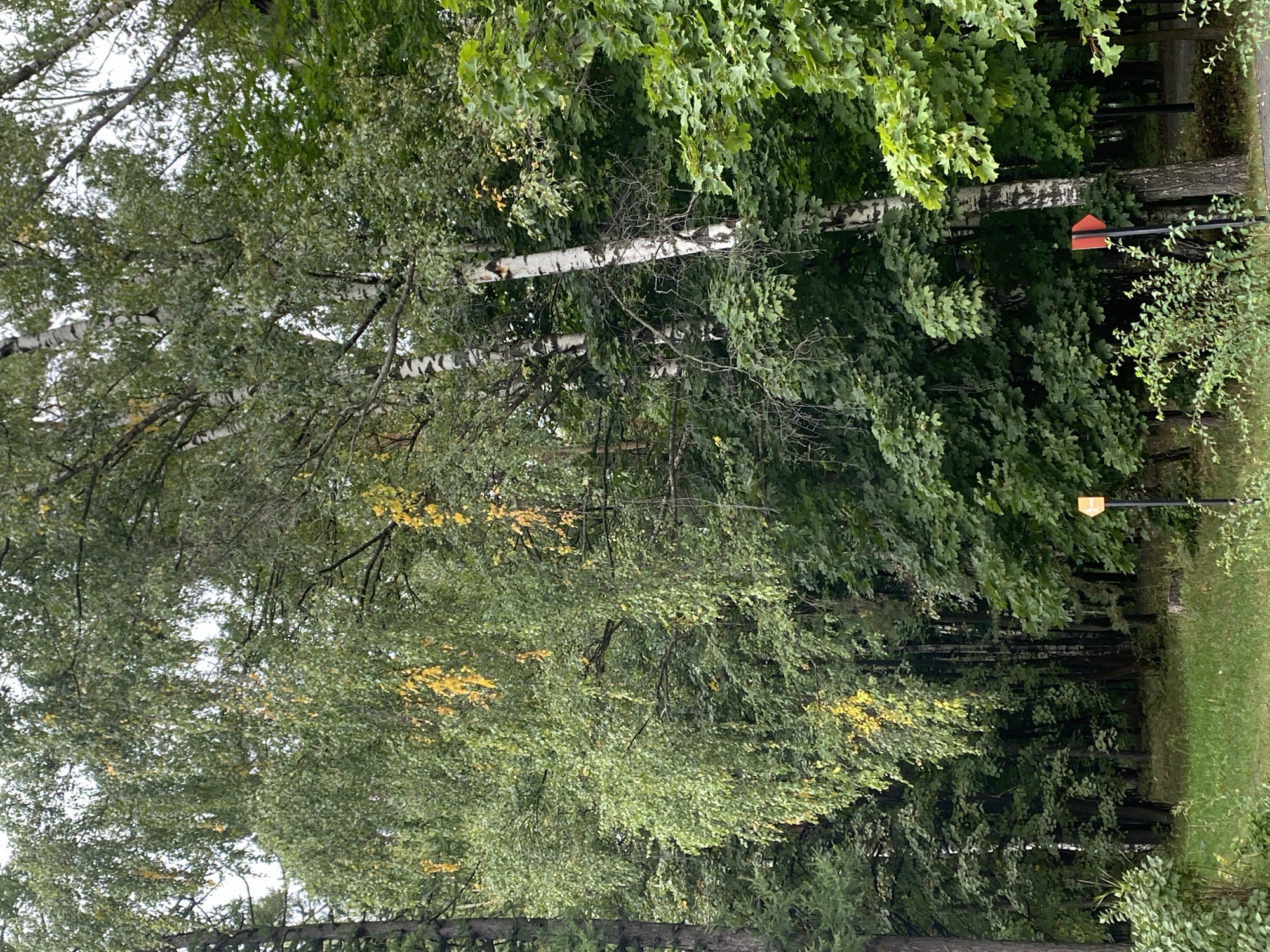 The image depicts a park in Balashikha, Russia, with lush green trees and a patch of grass in the foreground. The trees, a mix of birch and other deciduous varieties, display an early sign of autumn with some leaves starting to turn yellow. In the middle ground, two signposts are visible. One is a lamppost with a yellow light, and the other is a dark pole with a bright orange directional arrow pointing to the right. The background is densely wooded, with a path visible between the trees. The sky is overcast, contributing to the overall muted lighting of the scene.