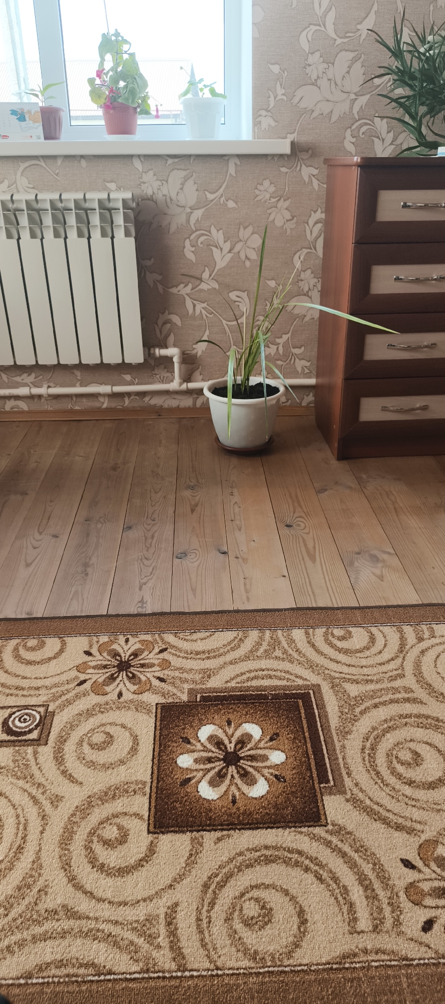 The image depicts an interior scene, likely a room in a residential building in Staroye Baysarovo, Russia. The foreground is dominated by a light brown carpet with a repeating pattern of floral motifs and swirling designs in shades of brown and beige. To the left and center of the image, a wooden floor with visible grain patterns is shown. In the middle ground, a white radiator runs horizontally along the wall. Next to the radiator, a white pot with a green plant is placed on a brown saucer. The wall behind the radiator and plant is covered in beige wallpaper with a floral pattern. A wooden dresser with three drawers, featuring lighter colored drawer fronts and metallic handles, stands to the right of the plant. Above the radiator, a windowsill with several potted plants is visible, situated against a bright window. The overall impression is of a lived-in domestic space.