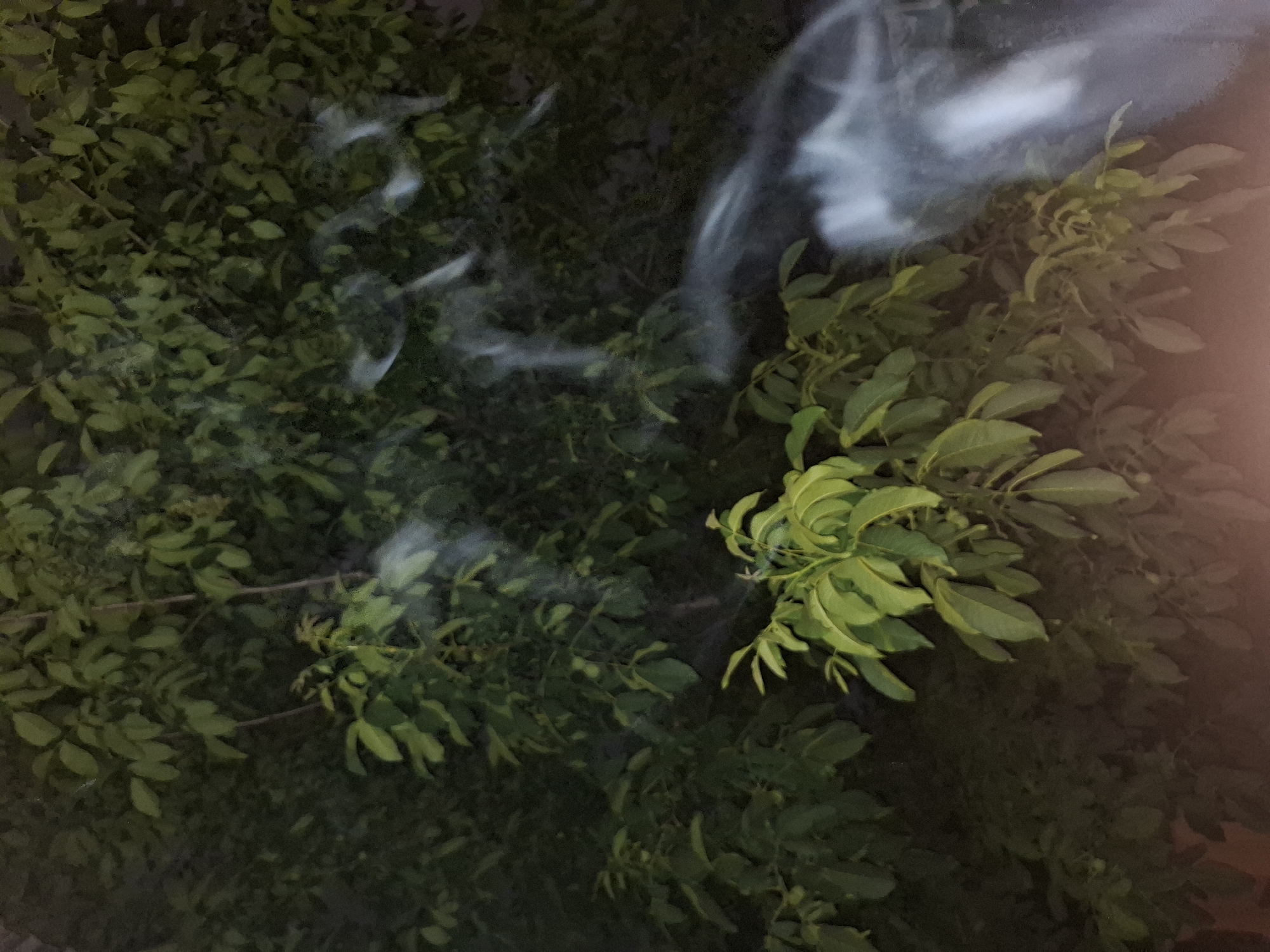 The image depicts a close-up, overhead view of lush green foliage, likely trees or bushes, with some branches visible. wisps of white smoke or mist are scattered throughout the leaves. In the upper right quadrant, the smoke appears to form a translucent, ghost-like profile of a human face, with a distinct nose, eye, and mouth. The overall lighting suggests it is either dusk or night, as the background is dark and the leaves are illuminated by a soft, possibly artificial, light source that also casts a warm glow on the right edge of the frame. The scene is tranquil and somewhat ethereal due to the presence of the smoky apparition. No text is visible in the image. Given the location context of Almaty, Kazakhstan, the vegetation could be typical of the region's natural or cultivated landscapes.