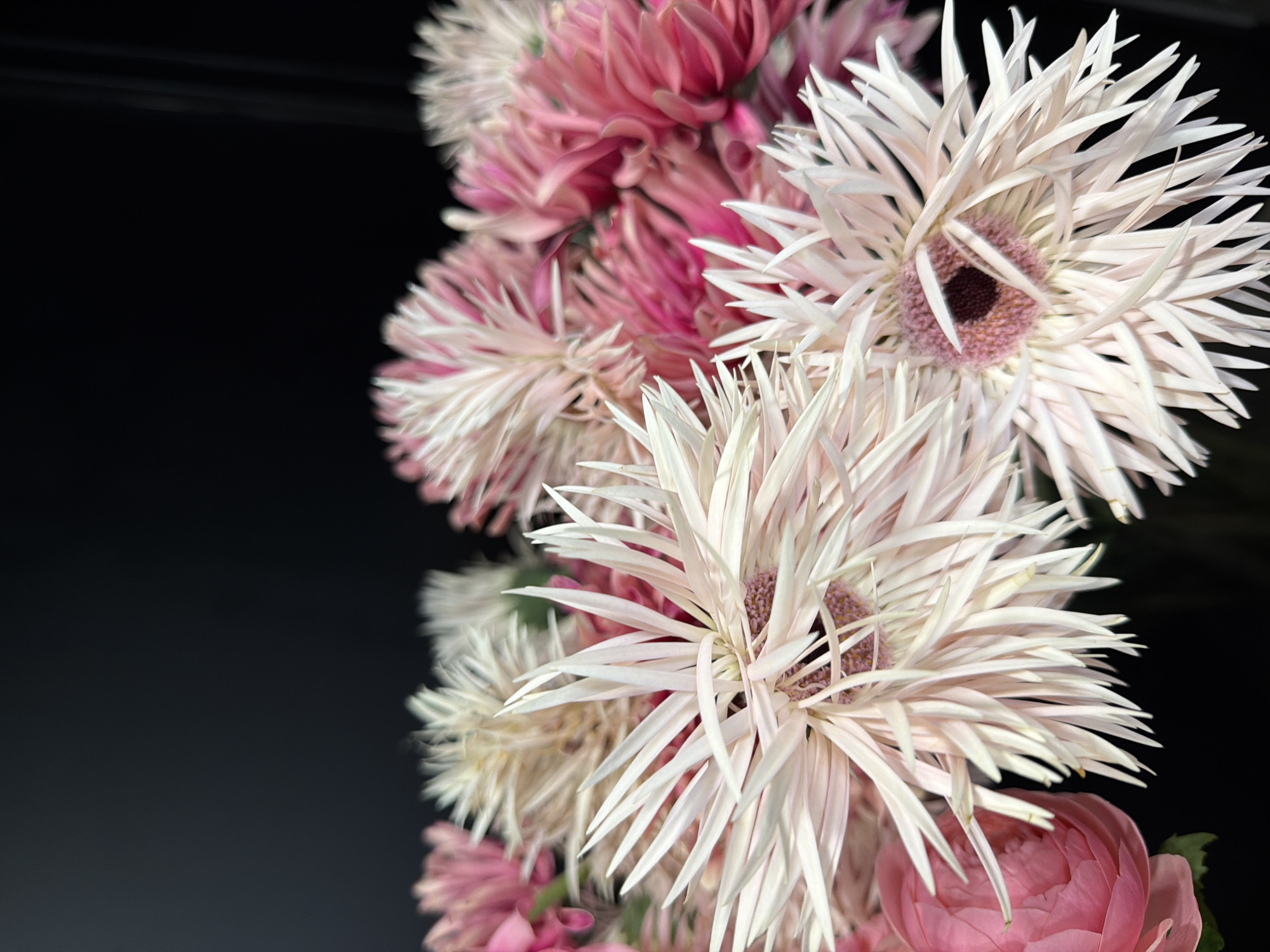 A close-up, high-angle shot captures a bouquet of pink and white flowers against a dark, out-of-focus background. The bouquet is positioned on the right side of the frame, with the left side entirely composed of the dark background.
The flowers are the central focus, with several prominent blooms showcasing delicate, spiky petals. Some flowers are a soft white with hints of pink, while others are a deeper, vibrant pink. The textures of the petals range from feathery and fine to more robust and layered. One large white flower in the foreground has a light pink center surrounded by thin, pointed white petals radiating outwards. Behind it, several pink flowers are visible, some appearing more fully bloomed with rounded petals, while others are in various stages of opening.
The lighting is soft, highlighting the intricate details and delicate colors of the flowers. The overall impression is one of elegance and natural beauty. There is no discernible time of day, weather, or specific location cues beyond the studio-like setting suggested by the plain dark background. No people or text are visible in the image.