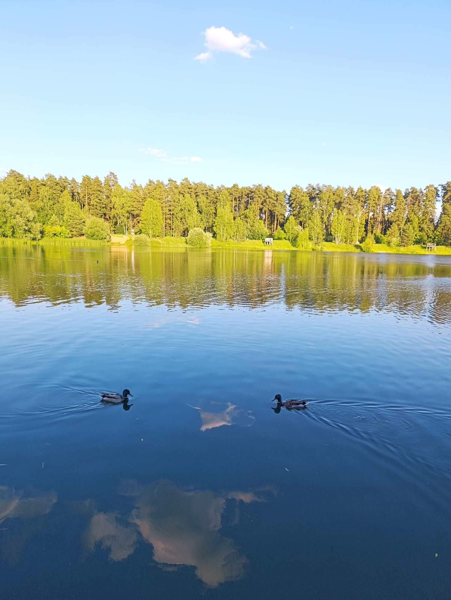 The image shows a serene lake scene in Chernogolovka, Russia. Two ducks are swimming in the calm, blue water, leaving trails behind them. The lake reflects the clear blue sky, which has a single, small white cloud. On the far side of the lake, a dense line of trees forms the shoreline. The trees are a mix of deciduous and coniferous varieties, with lush green foliage. In the distance, through the trees, a small white structure resembling a gazebo or small building can be seen, suggesting a park or recreational area. The overall impression is one of a peaceful, natural setting, likely during the daytime given the bright sunlight and clear sky. The water is still, with only gentle ripples from the ducks, contributing to the tranquil atmosphere. There is no visible text in the image.