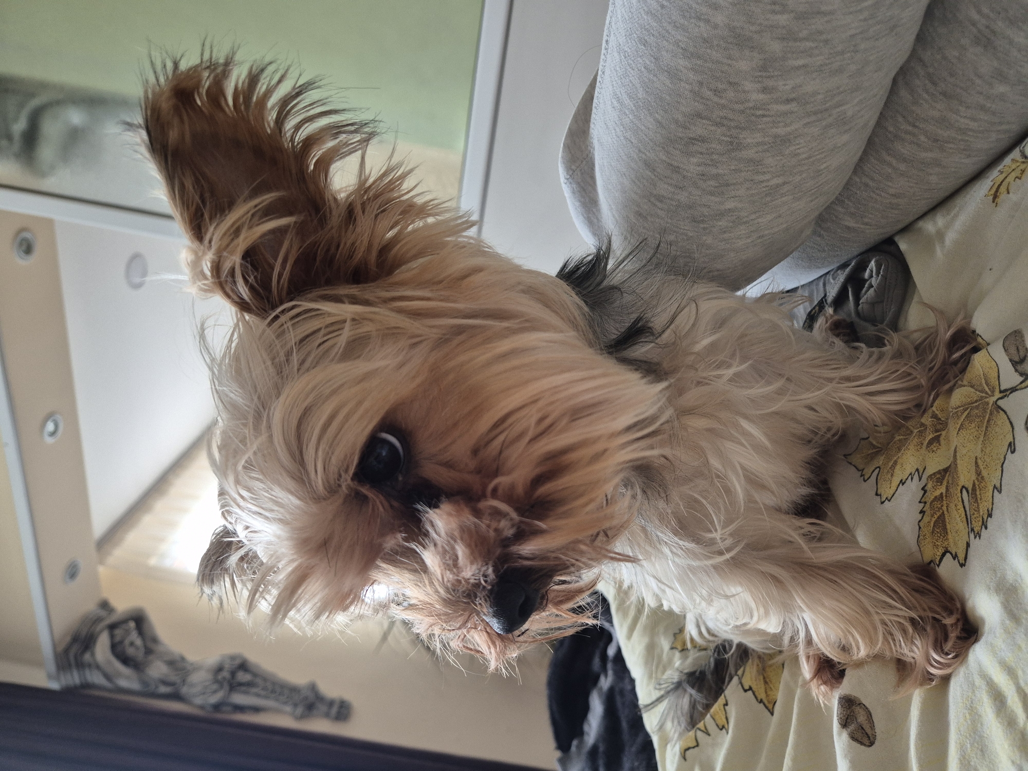 A tan and brown Yorkshire terrier is the primary subject of the image. The dog is laying on a bed with a light yellow patterned bedsheet. In the upper right corner of the image, a person's legs, clad in light gray leggings, are visible. Above and to the left of the dog, part of a white shelf is visible with a small decorative object of a reclining figure placed on it. The image is taken indoors. The location is Pavlikeni, Bulgaria, but this is not definitively reflected in the scene.